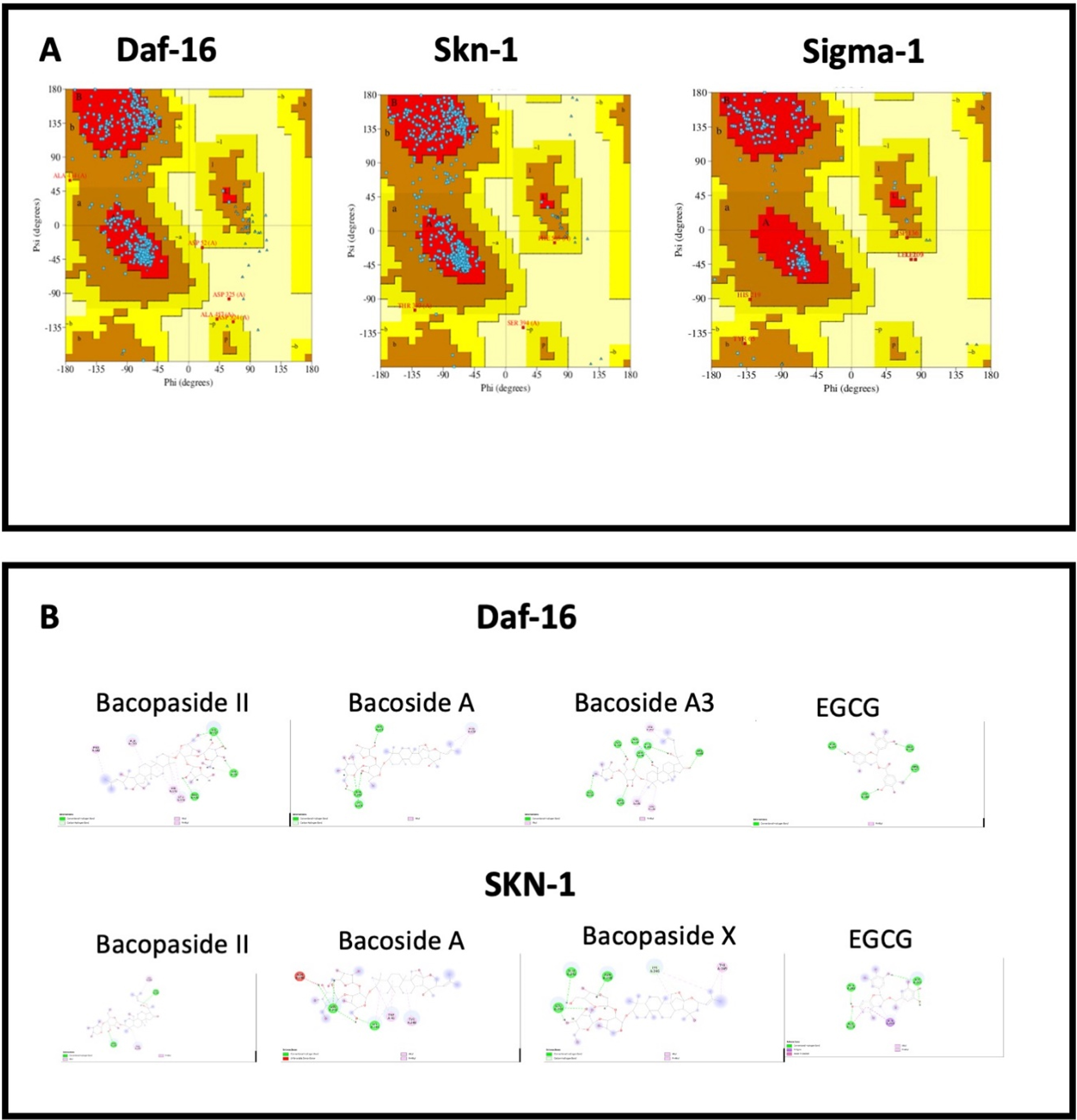 A. Ramachandran plots showing SKN-1, DAF-16, and human sigma non-opioid intracellular receptor 1; B. Interactions of Bacopaside II, Bacoside A, Bacoside A3 and EGCG with amino acids in Daf-16 and SKN-1.