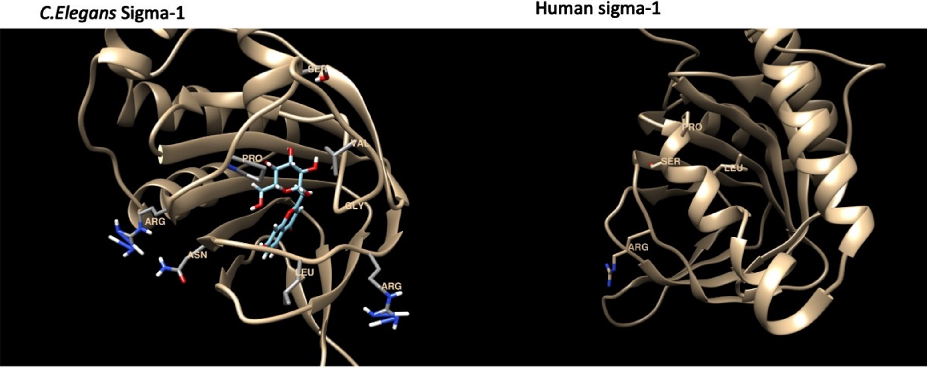 Model of the sigma-1 receptor from both C. elegnans and humans showing the binding pocket and interacting amino acids.