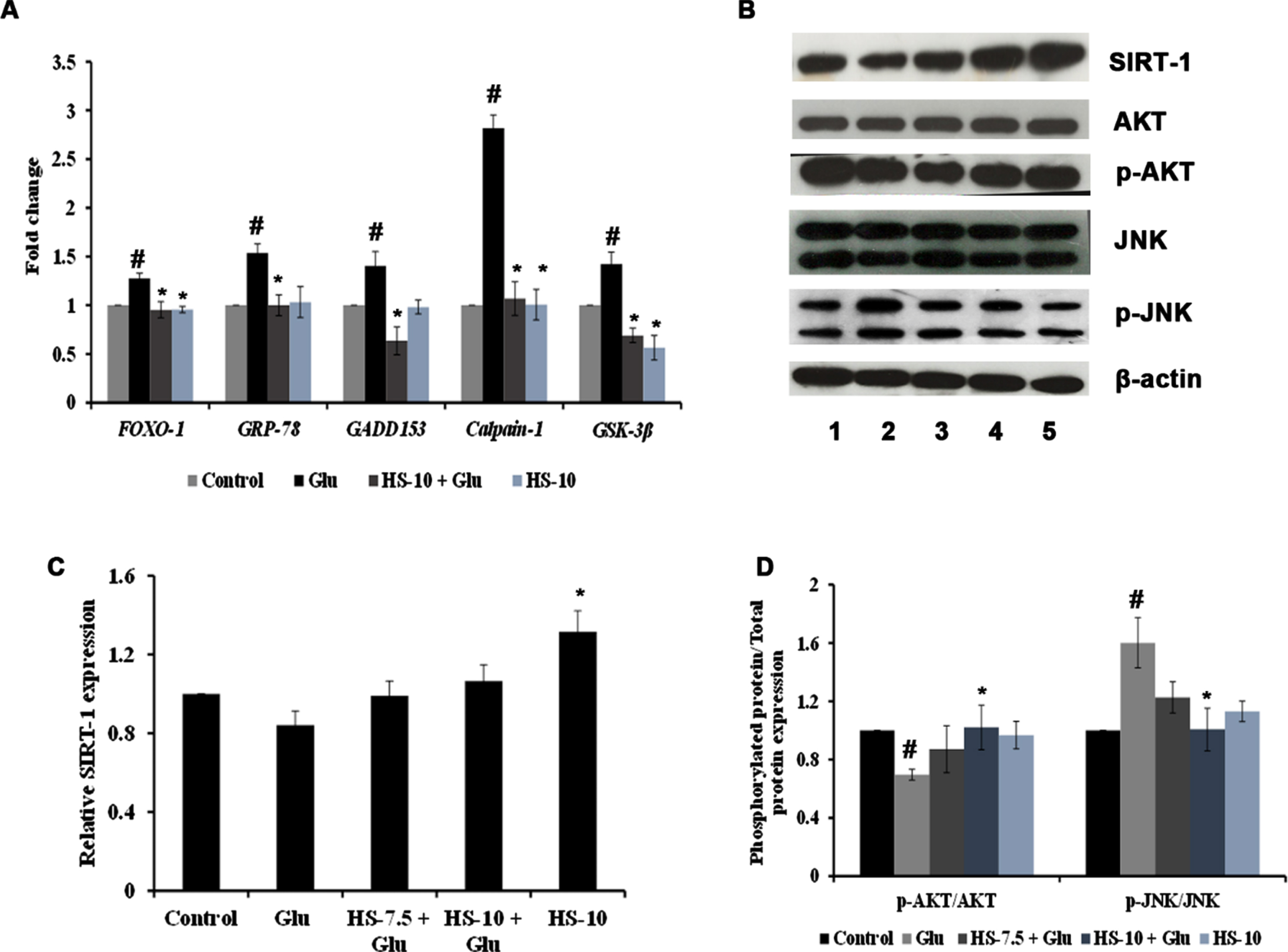 (A) Transcriptional regulation of genes involved in stress response by HS extract. (B) Representative blots showing the regulation of protein expression involved in cell signaling by HS extract (Lane: 1- Control; 2- High glucose; 3- HS-7.5 (pre-treatment 2 h) + high glucose; 4- HS-10 (pre-treatment 2 h) + high glucose; 5- HS-10) (C) Quantification of relative expression of SIRT-1 (D) Ratio of phosphorylated protein to total protein expression (p-AKT/AKT and P-JNK/JNK) (Significance at p < 0.05; # Control vs high glucose; * high glucose vs HS pre-treated; n = 3).