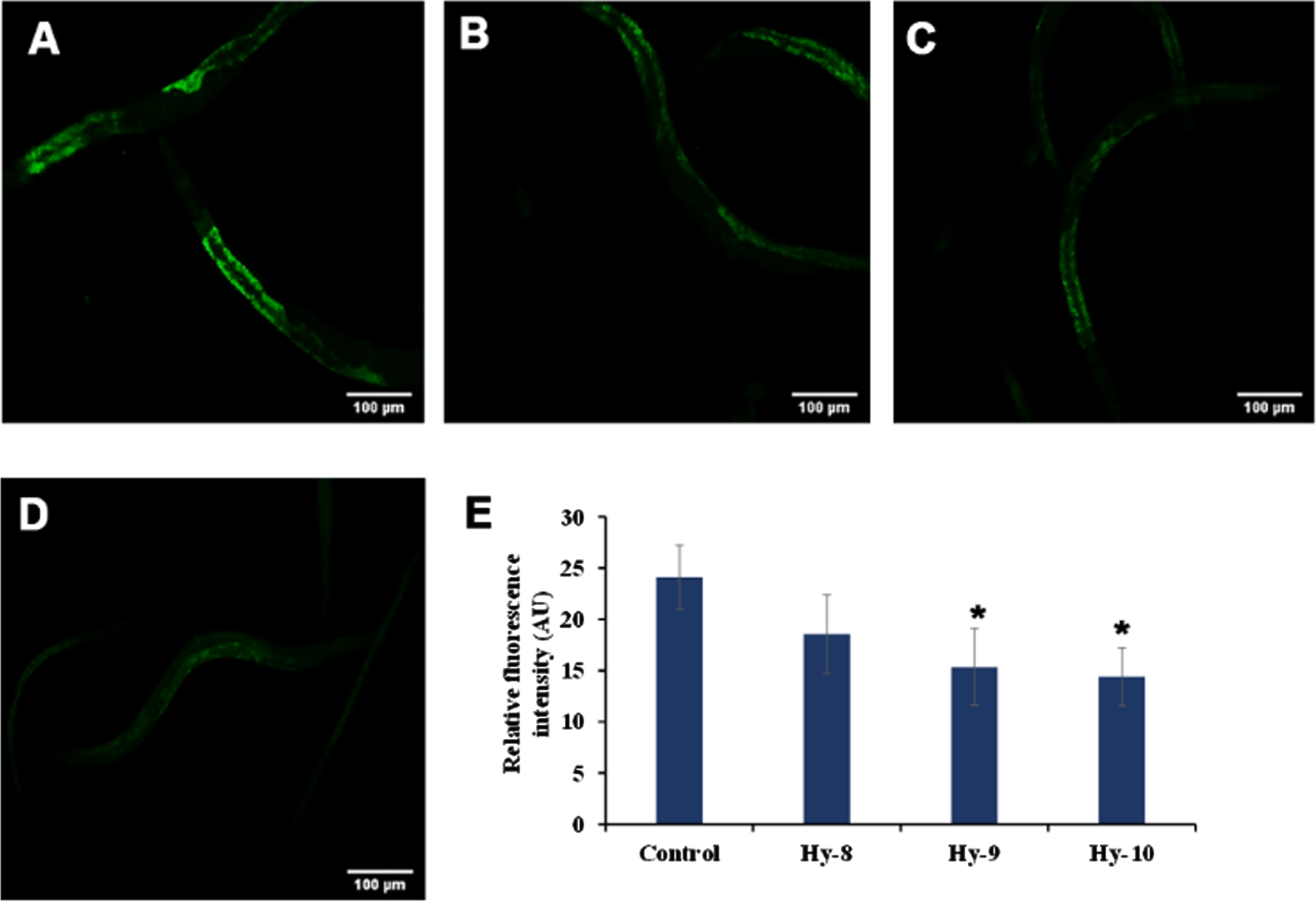 Effect of KP and DMF on the aging marker lipofuscin in N2 nematodes. (A) Control (B) H. undatus extract 8μg/ml (C) H. undatus extract 9μg/ml (D) H. undatus extract 10μg/ml.