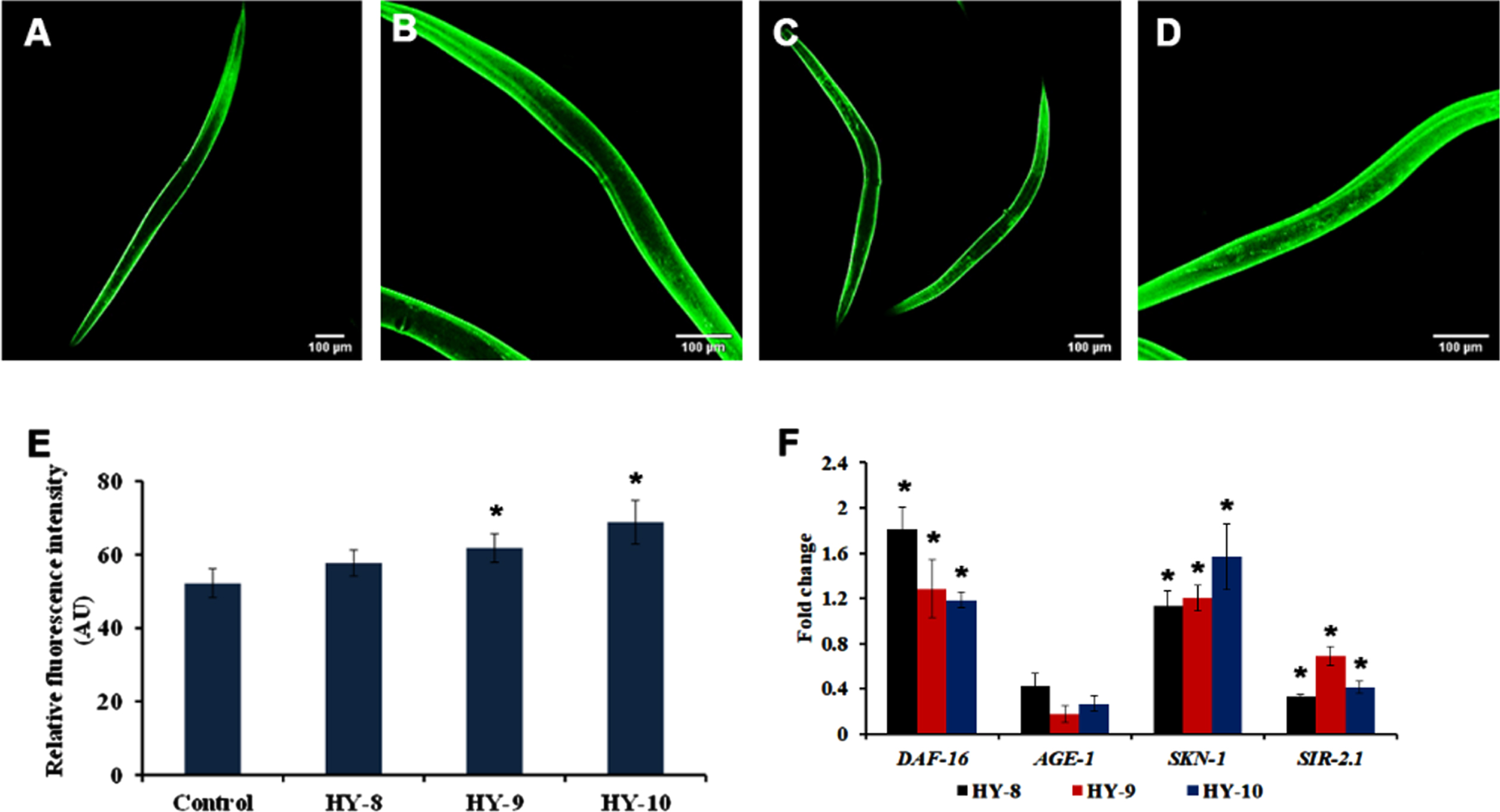 H. undatus extract can activate antioxidant potential by activating SKN-1 in C. elegans. (A) LG333 Control (B-D) LG333 treated with 8 –10μg/ml of H. undatus extract. (E) Quantification of fluorescence indicates significant increase in expression of SKN-1 at concentrations 9 and 10μg/ml of H. undatus extract (F) Real Time PCR analysis of daf-16, age-1, skn-1 and sir-2.1 was done in nematodes treated with 8 –10μg/ml of H. undatus extract.