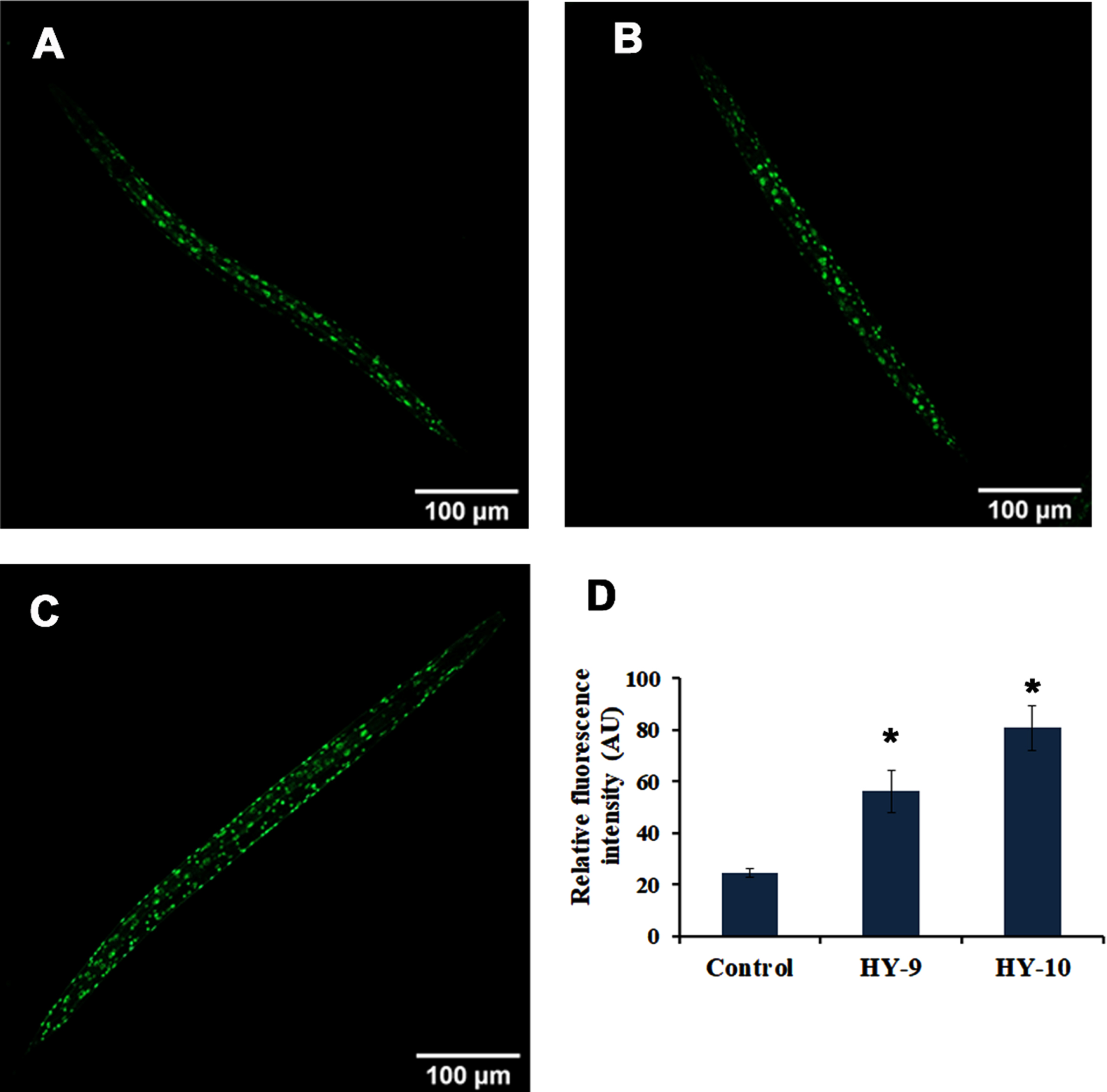 H. undatus extract can improve nuclear translocation of DAF-16 in C. elegans. (A) TJ356 Control (B-C) TJ356 treated with 9–10μg/ml of H. undatus extract. (E) Quantification of fluorescence indicates significant increase in expression of DAF-16 at concentrations 9 and 10μg/ml of H. undatus extract.