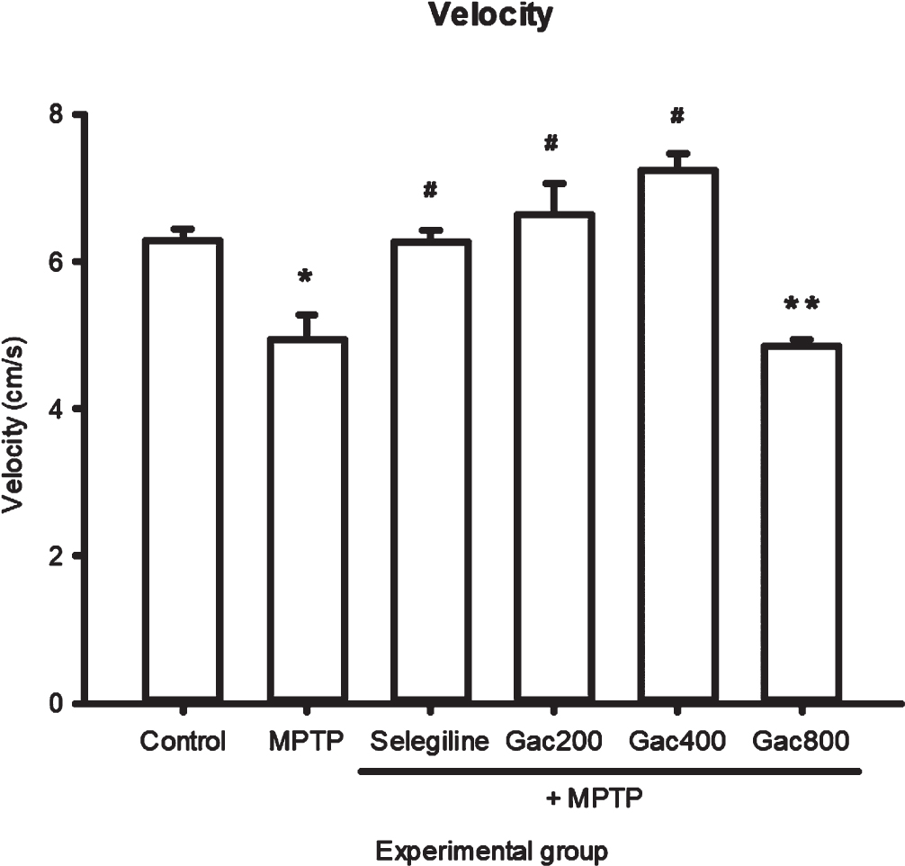Effect of MPTP, selegiline, and Gac extract on velocity (cm/s) expressed as mean±SEM. Zebrafish in the MPTP group had significantly decreased velocity when compared to the control group. In addition, zebrafish that received selegiline and Gac extract at doses of 200 and 400 mg/kg had significantly increased velocity when compared to the MPTP group. *p value < 0.05 when compared to the control group, #p value < 0.05 when compared to the MPTP group. **p value < 0.05 when compared to the control, selegiline, Gac200, Gac400, and Gac800 groups.