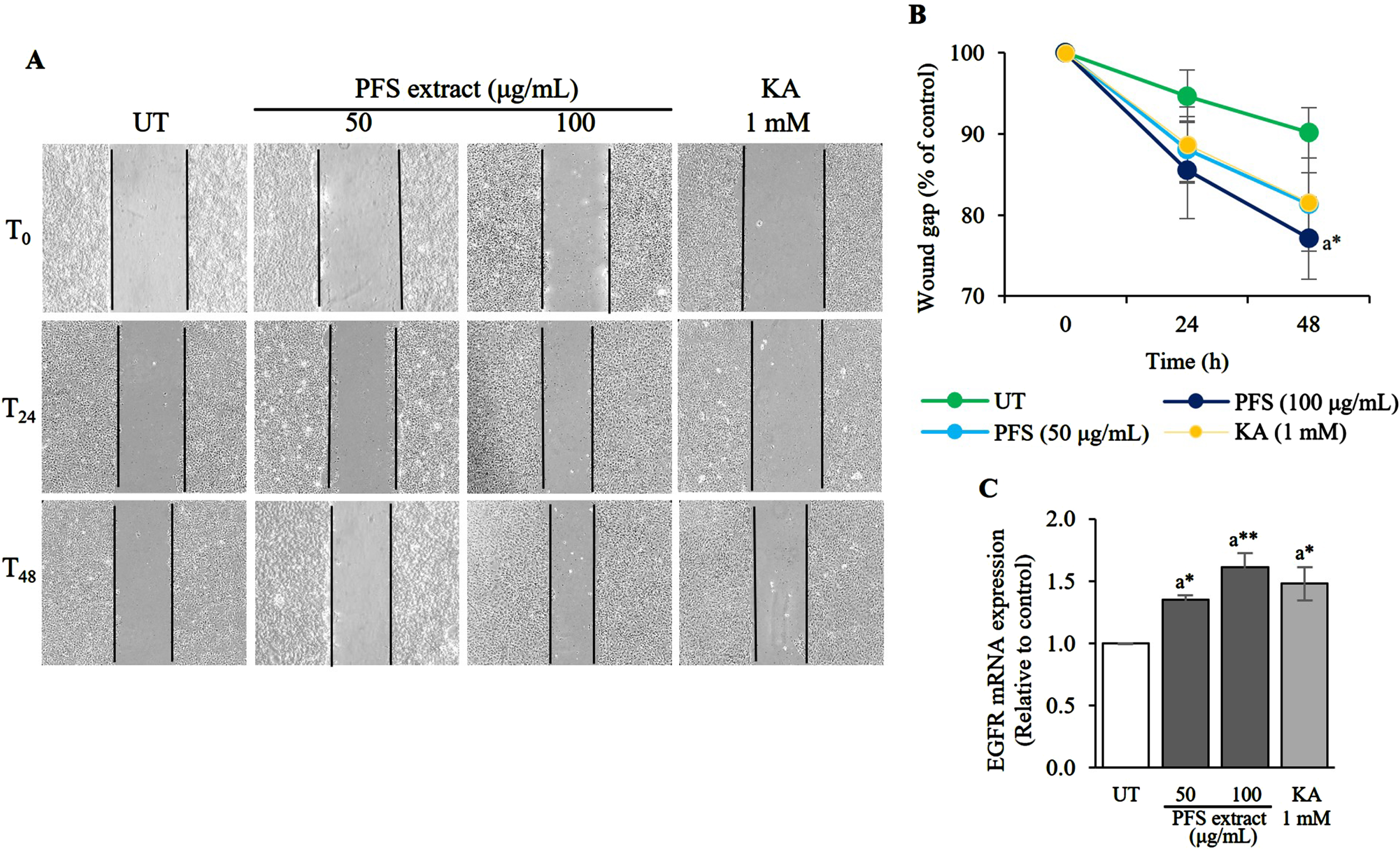 Wound healing acceleration and EGFR mRNA expression enhancement effects of PFS extract. (A) The monolayer of HaCaT cells that was scratched to mimic a wound and treated daily with PFS extract (50 or 100 μg/mL). The wound gap was recorded after 0, 24, and 48 h after initiation of the wound. (B) The wound gap was analyzed by Image J software and calculated to the percentage by compared to the gap at 0 h in each treatment group. The per cent values were plotted in a line chart compared to the untreated cells (UT) at each time point (24 and 48 h) and the results are presented as mean±SD. (C) The expression of EGFR mRNA in each treatment group was calculated using the 2–ΔΔCt values and expressed as a bar graph relative to the untreated cells. The results are presented as mean±SD. *, ** Statistical significance at p≤0.05 and p≤0.01, respectively. a compared to UT. UT; untreated cells, KA; kojic acid (1 mM) served as positive control.