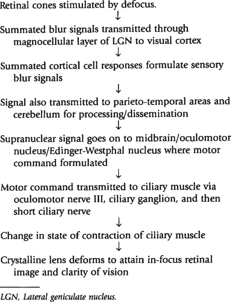 Sensory and motor pathway of blur-driven accommodation. Reprinted with permission from Borish, 2006.