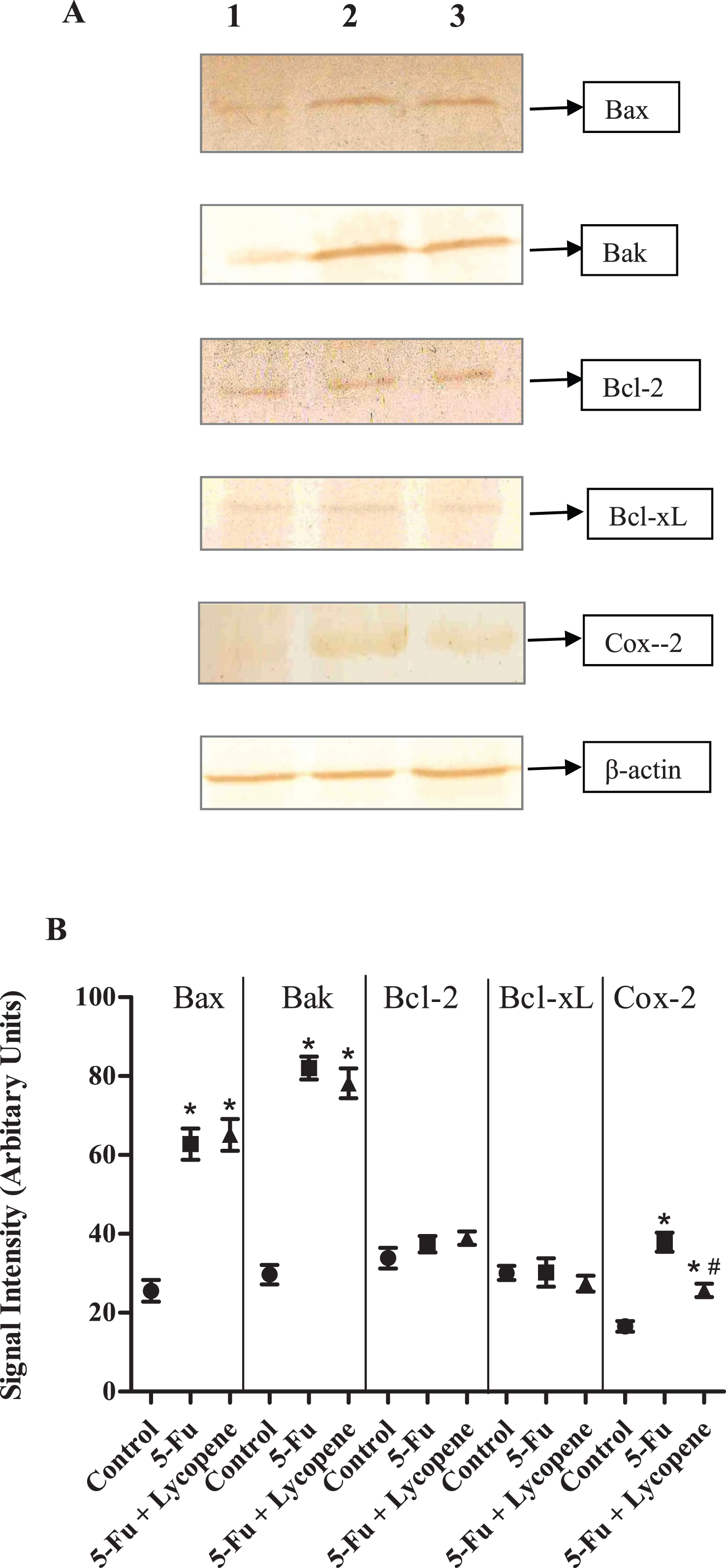 (A) Western blot for protein expression of various pro-apoptotic, anti-apoptotic and anti-inflammatory marker genes in control (Lane 1), 5-Fu (Lane 2) and 5-Fu + Lycopene (Lane 3) treated rats. 100 μg protein was resolved on 12% SDS-PAGE and transferred to PVDF membrane for western blotting. (B) Densitometric scan of the corresponding blots as represented in arbitrary units. Values represented as Mean ± SD. *Significantly different from control group;  # Significantly different from 5-Fu alone group.