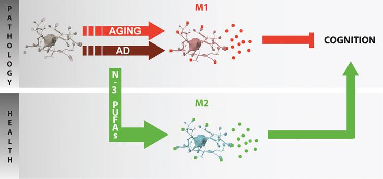 Potential role of n-3 PUFA in inflammaging. In the aged or diseased brain (AD neuropathology), microglia are primed and polarized into various phenotypes (e.g. M1 in aging) and secrete pro-inflammatory cytokines that could play a role in cognitive impairment. The protective effect of n-3 PUFAs toward cognitive deficit in aging or neurodegeneration could be linked to the promotion of an anti-inflammatory M2 phenotype.