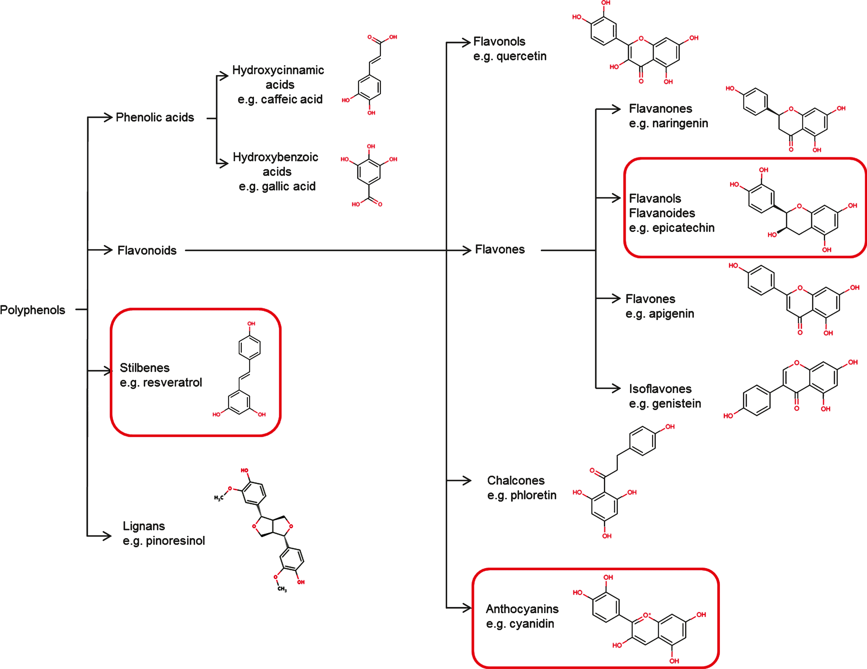 Classification and chemical structure of the main classes of polyphenols (modified from Spencer et al., 2008 [209]).