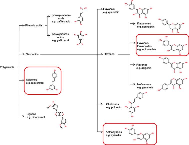 Classification and chemical structure of the main classes of polyphenols (modified from Spencer et al., 2008 [209]).