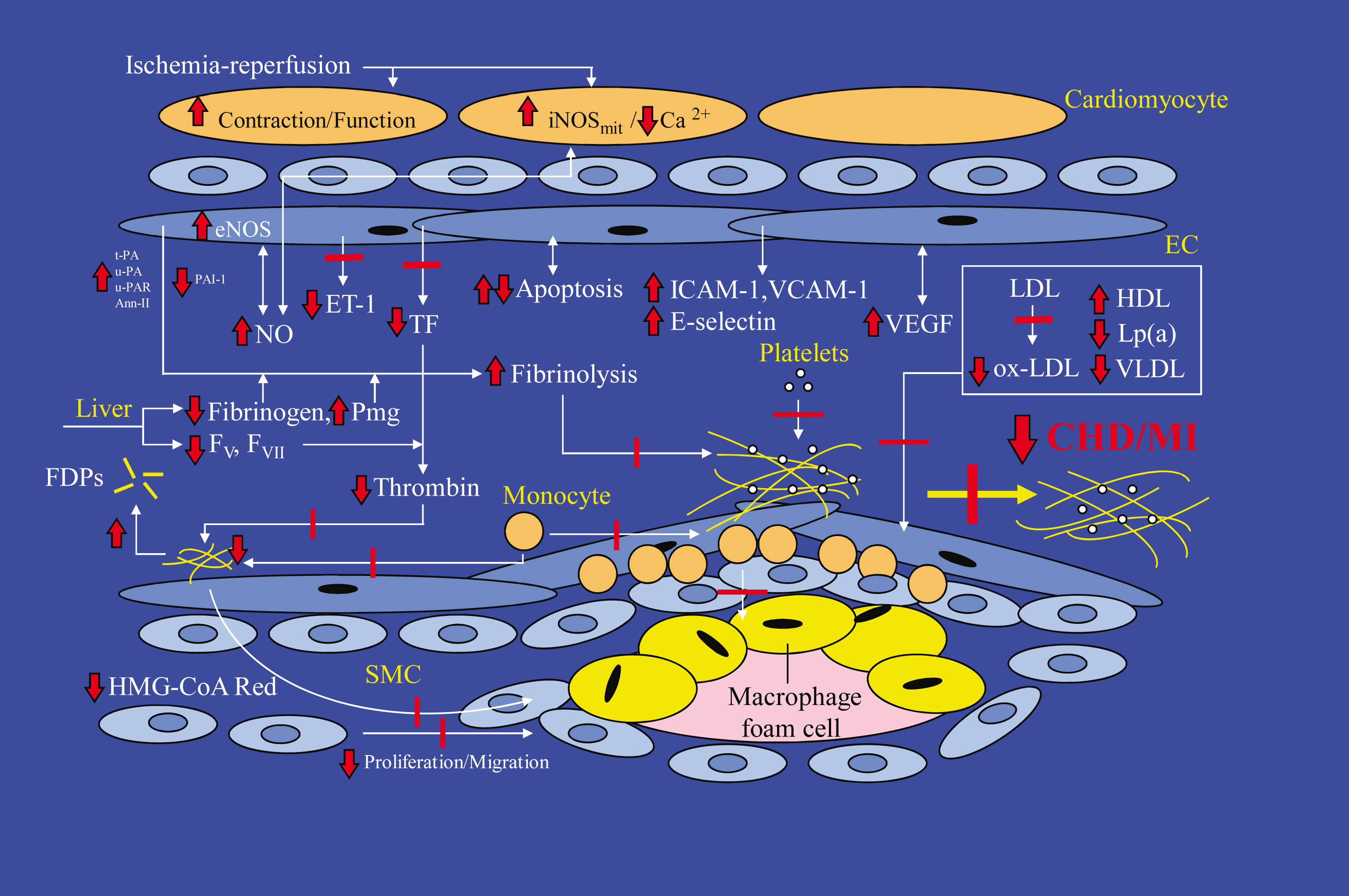 Proposed cardioprotective mechanisms of the alcohol and the phenolic compound components of wine following regular moderate consumption. Reproduced with permission from Dr F.M. Booyse, Division of Cardiovascular Disease, University of Alabama at Birmingham, Alabama, USA.