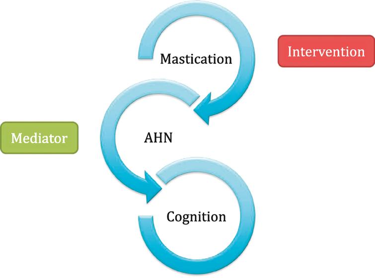 The proposed hypothesis between mastication, adult hippocampal neurogenesis (AHN) and cognition. Mastication may prove to be an effective interventional strategy in humans for range of mental health conditions via modulatory effects on adult hippocampal neurogenesis (AHN).