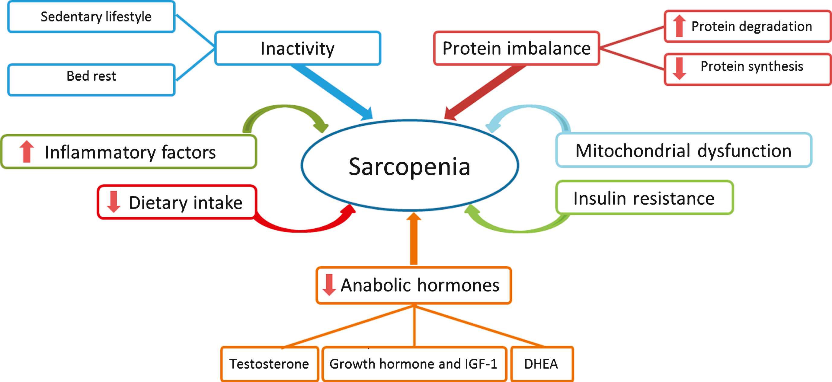 Possible Etiological Factors Associated with Sarcopenia. Sedentary life style and bed rest in older adults are the major causes of inactivity, which leads to loss of the skeletal muscle mass and atrophy. Inadequate food intake and malnutrition result in impaired skeletal muscle maintenance. Furthermore, mitochondrial dysfunction, insulin resistance and inflammation are regarded as common linking factors associated with sarcopenia. Decreased level of anabolic hormones, resistance to anabolic stimulus, decreased muscle protein synthesis and increased muscle protein degradation are among the most important etiologic factors resulting in sarcopenia in older adults. DHEA indicates dehydroepiandrosterone; IGF-1, Insulin-like growth factor 1.