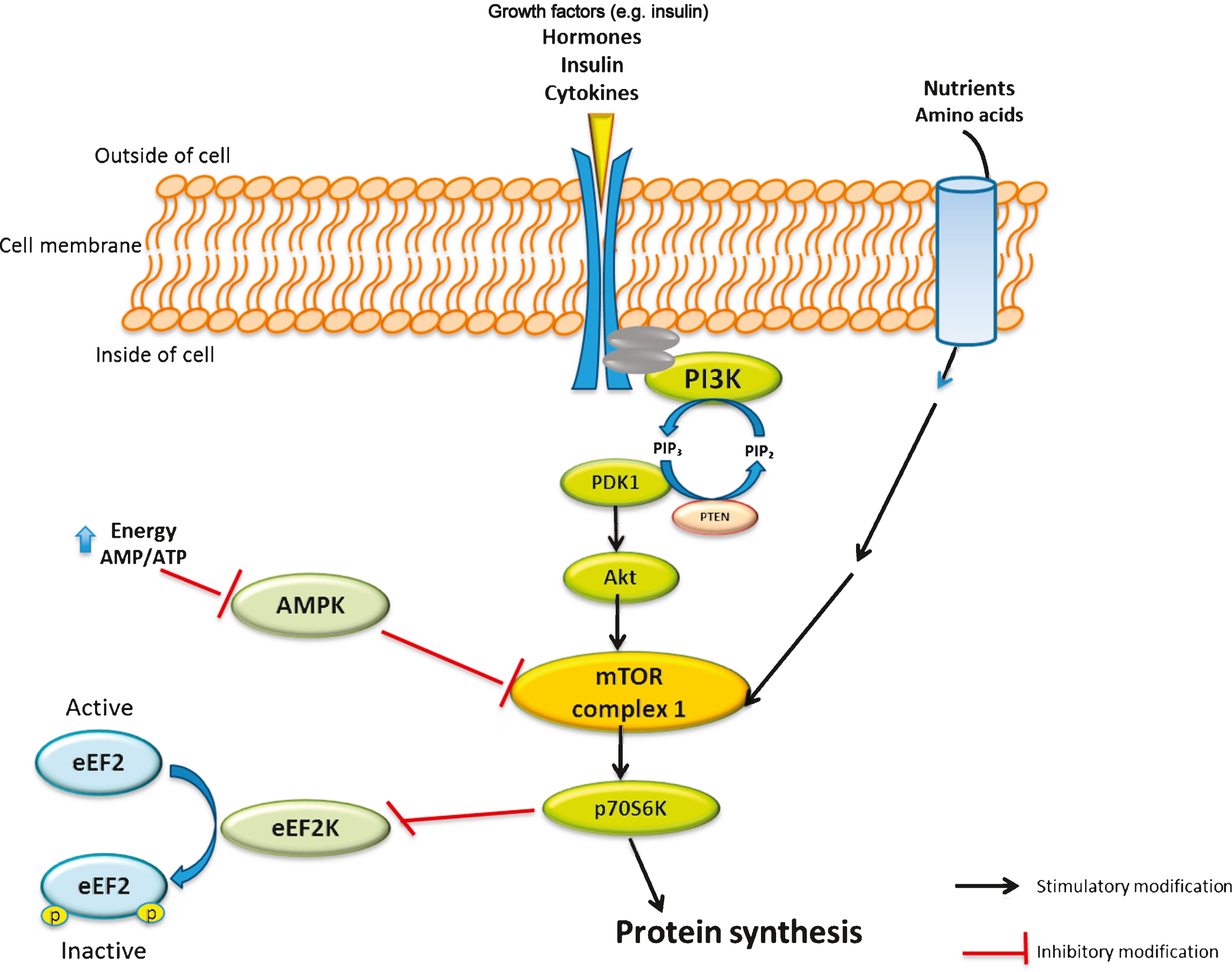 Simplified view of mammalian target of rapamycin (mTOR) signalling pathway and role of amino acids and leucine in skeletal muscles protein synthesis. mTOR is a conserved serine/threonine kinase involved in many signal transduction pathways within the body, regulating cell growth and homeostasis. The mTOR pathway is activated by insulin, growth factors and amino acids. Activation of mTOR results in the phosphorylation of specific proteins that ultimately phosphorylate and activate p70 ribosomal S6 protein kinase (p70S6K), which triggers a cascade of responses that subsequently results in protein biosynthesis. 5’ adenosine monophosphate-activated protein kinase (AMPK) is also a key regulator of cellular energy homeostasis. AMPK can sense the cellular energy level and down-regulate the cellular pathways that consume ATP in case of decreased cell energy content. Eukaryotic elongation factor 2 (eEF2) in its active form results in activation of overall translation elongation in protein synthesis. PIP2 indicates phosphatidylinositol 4,5 bisphosphate; PIP3, phosphatidylinositol (3,4,5)-trisphosphate; PTEN, phosphatidylinositol-3,4,5-trisphosphate 3-phosphatase; PDK1, 3-phosphoinositide dependent protein kinase-1; eEF2K, eukaryotic elongation factor 2 kinase; p, phosphate; AMP, adenosine monophosphate; ATP, adenosine triphosphate.