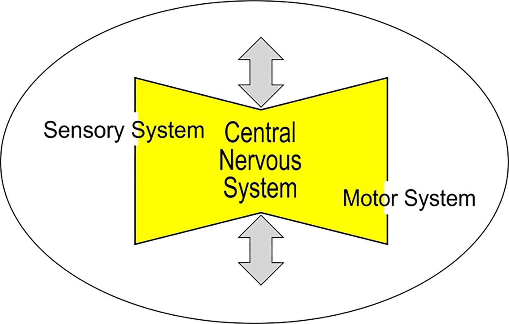 Age-adjusted work design via obeying the effects of aging on the sensory and motor system and on the central nervous system.