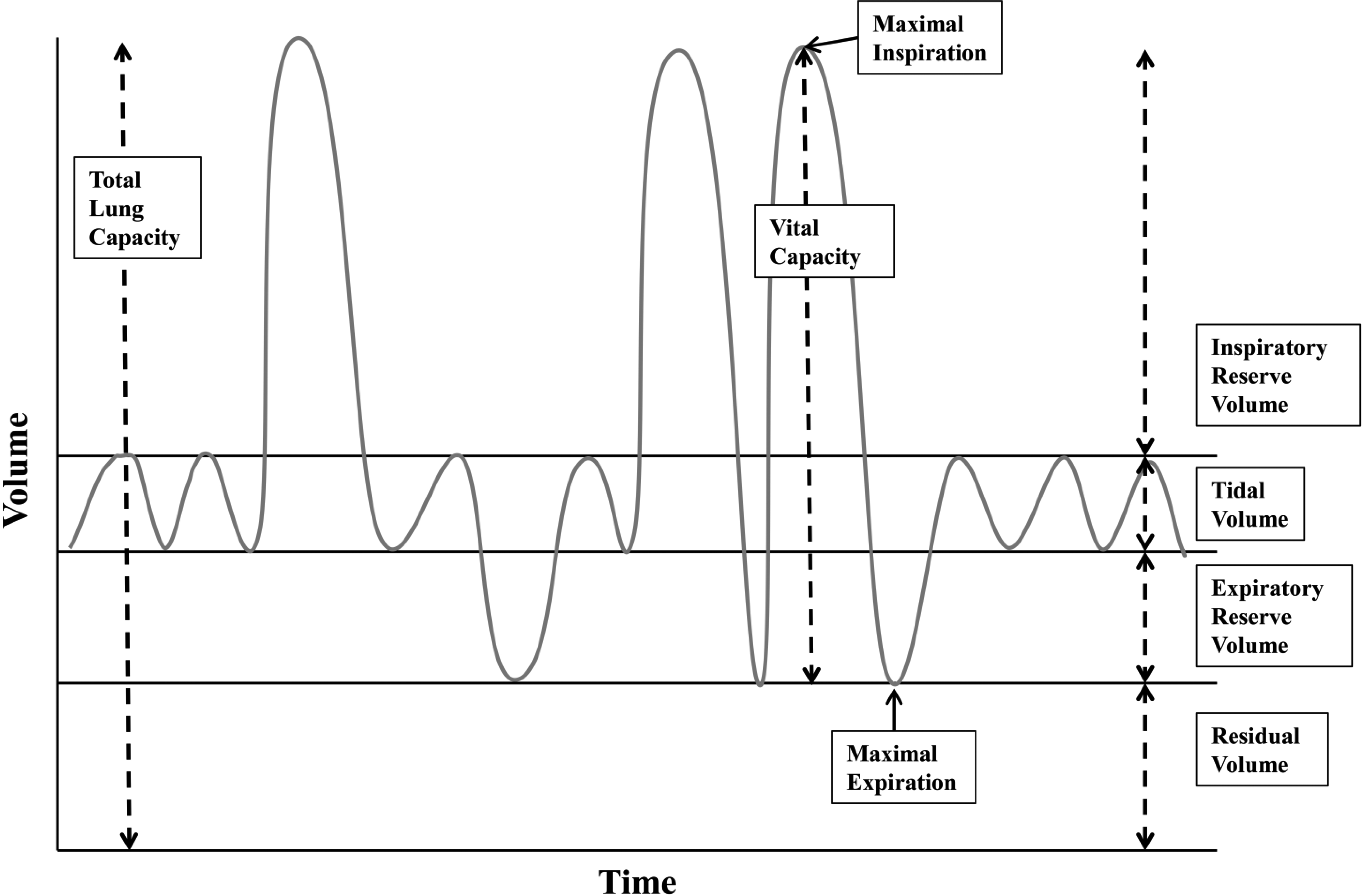 Respiratory parameters in pulmonary function testing. Total lung capacity is the amount of air in the lungs after maximal inspiration and is about 4 L to 6 L in adults with volumes varying depending on age, sex, and body composition [93, 94, 95]. Tidal volume is the amount of air inhaled and exhaled during quiet breathing. In healthy adults, tidal volume is between 400–500 ml, approximately 10% of the total lung volume [96]. Vital capacity is the maximal amount of air that can be exhaled after maximal inhalation [97]. Vital capacity is composed of the tidal volume, inspiratory reserve volume, and expiratory reserve volume. Two common measures for vital capacity are the forced vital capacity which is the maximal amount of air that can be exhaled at maximum speed and effort following maximal inspiration, and slow vital capacity which is the maximal amount of air that can be slowly exhaled following maximal inspiration. Forced expiratory volume at 1 second is the maximal amount of air that can be exhaled in 1 second following maximal inspiration [98]. Residual volume is the amount of air remaining in the lungs after maximal expiration.