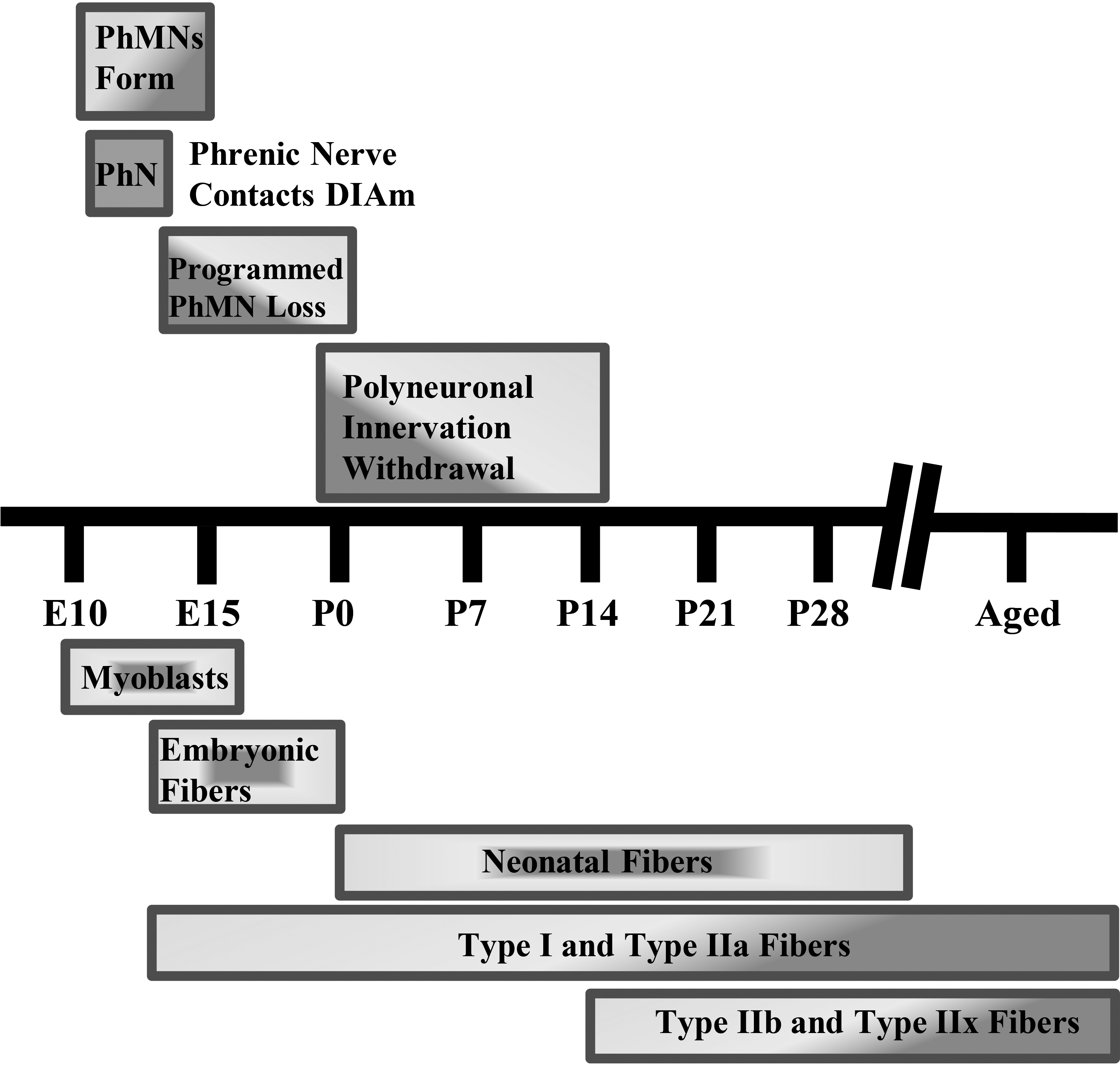 Diaphragm motor unit development timeline in rodents. Phrenic motor neuron (PhMN) and diaphragm (DIAm) developmental timing in rodents. Rodent gestation is approximately 18–20 days. PhMN development begins around embryonic day 10 (E10), with the phrenic nerve contacting the DIAm around the same time. For the DIAm, myoblasts form around E12, rapidly transitioning to immature embryonic and neonatal muscle fibers with emergence of Type I and IIa muscle fibers. Type IIb and/or IIx DIAm fibers are the last to emerge and do so around postnatal day 14 (P14). Type I, IIa, IIb, and/or IIx are the complement of fiber types present by maturity. 