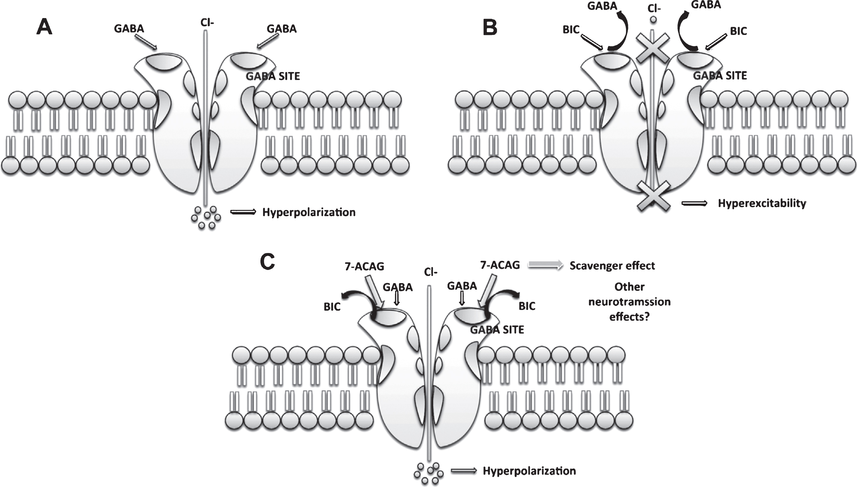 Possible mechanisms of action of 7-ACAG. A) GABA increases Cl-  entry, hyperpolarizing the cell membrane. B) Bicuculline (BIC) blocks the GABA binding site, inducing hyperexcitability. C) 7-ACAG displaces BIC from the GABA binding site reversing the blockade effect induced by BIC. Moreover, it is possible that 7-ACAG can be involved in the modulation of other neurotransmissions and produce other effects.