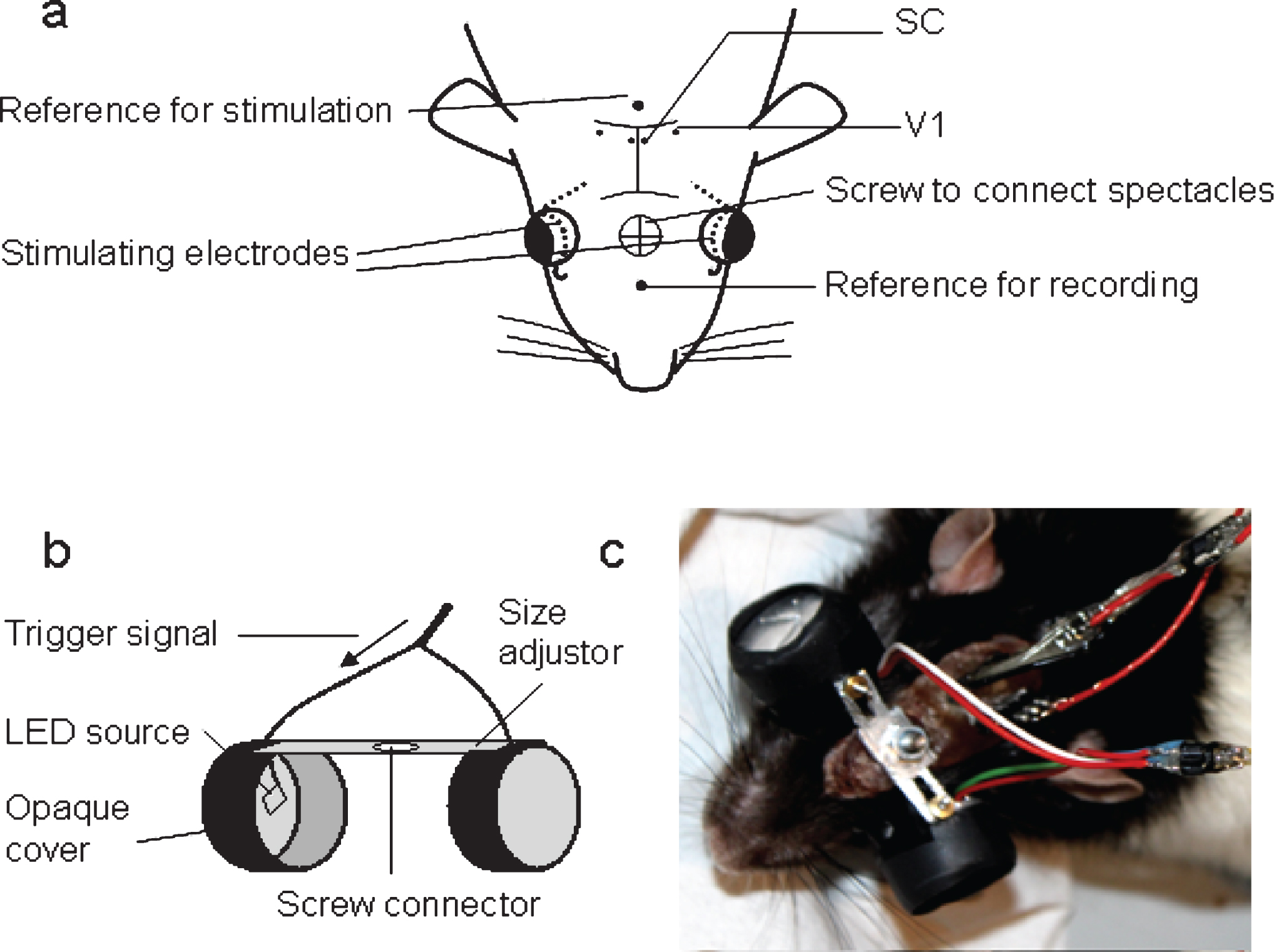 Experimental setup for recording of local field potentials and transcorneal current stimulation in freely moving rats. (a) Implantation scheme: the rats have electrodes implanted into the primary visual cortex (V1) and superior colliculus (SC); the reference electrode for recording was implanted into the nose bone; fine wires for current stimulation were inserted under the upper eye lids and passed through under the skin to the skull surface; the reference electrode for stimulation was implanted into occipital bone. (b) Spectacles construct. (c) a rat with connected preamplifier, stimulation conductor and embedded spectacles.