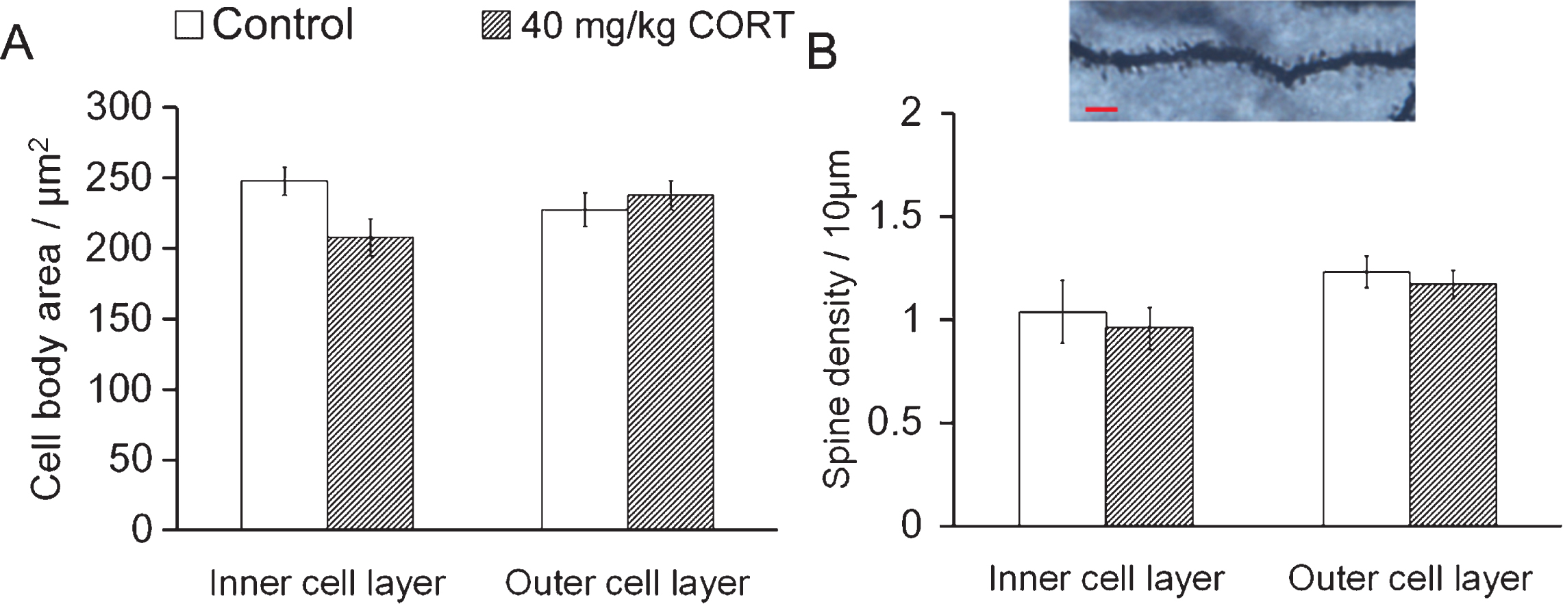 CORT treatment does not affect spine density of neurons in inner and outer cell layers CORT treatment did not affect the soma area. (A) or the spine density (B) in both the inner and the outer cell layers. Scale bar: 20 μm.