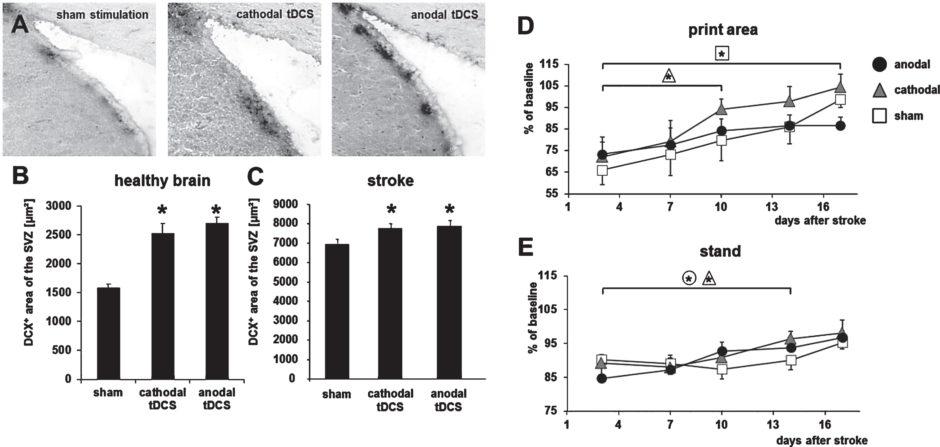 Transcranial direct current stimulation (tDCS) induces neurogenesis and accelerates functional recovery after stroke in the rodent brain. (A) Neuroblasts in the subventricular zone (SVZ) were identified by their expression of doublecortin (DCX) under control conditions (sham, left) and after multi-session tDCS of cathodal (middle) or anodal (right) polarity. (B) Following multi-session tDCS of cathodal or anodal polarity, the area of DCX-positive neuroblasts in the SVZ ipsilateral to tDCS was wider than under control conditions in the healthy mouse brain (sham). (C) Rats subjected to focal cerebral ischemia by middle cerebral artery occlusion displayed a wider DCX+area of the SVZ when treated with tDCS of cathodal or anodal polarity for 10 consecutive days after stroke. (D) Motor recovery assessed by the Catwalk test revealed that multi-session cathodal tDCS led to a faster recovery of limb strength (‘print area’) in stroke rats compared to sham treatment. (E) Both cathodal and anodal tDCS facilitated recovery of gait, i.e., led to less limping (‘stand’), compared to control (*p < 0.05). Figure elements were modified from Pikhovych et al., 2016 and Braun et al., 2016 with permissions.