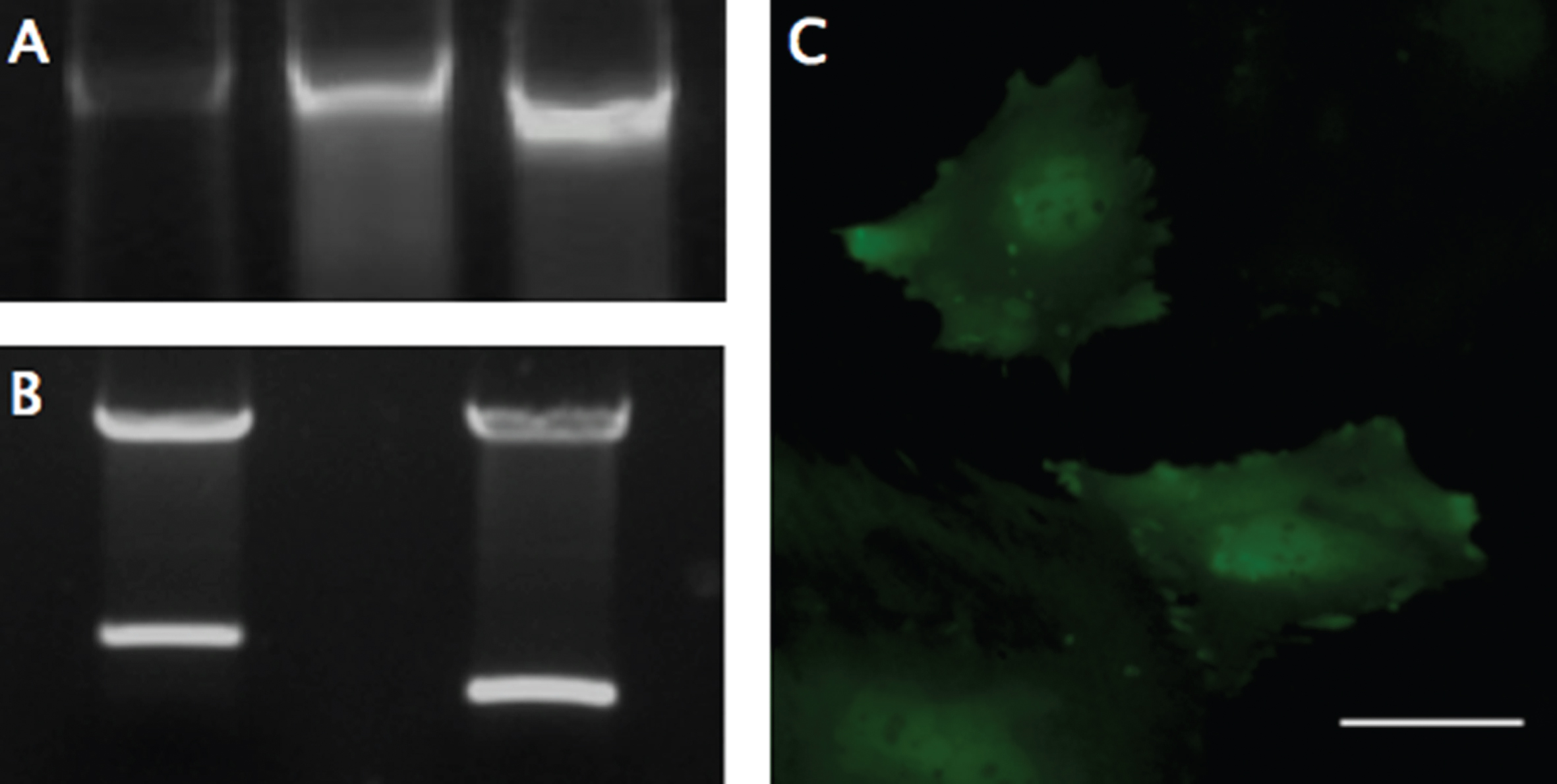 PCR, Digestion, and Fluorescent Expression. (A) Genomic DNA from modified MSCs was isolated and examined with PCR using primers designed to flank the multiple cloning site, to analyze the insertion of the SDF-1-T2A-GFP sequence (Left), using the plasmid DNA (Middle) and GFP only plasmid (Right) as size controls. The genomic DNA revealed size-matched PCR products to the plasmid and a ∼300 larger base-pair fragment, compared to the GFP control. (B) Restriction digestion was performed on the completed MSCV-puro retroviral vector with the SDF-1-T2A-GFP sequence (Left), or just GFP sequence (Right) inserted into the multiple cloning site between Bgl-II and EcoRI restriction sites. (C) GFP was used as a reporter gene to confirm transcription and translation of the engineered sequence. GFP expression was confirmed using fluorescent microscopy with a FITC filter. Scale bar represents 50-μm.