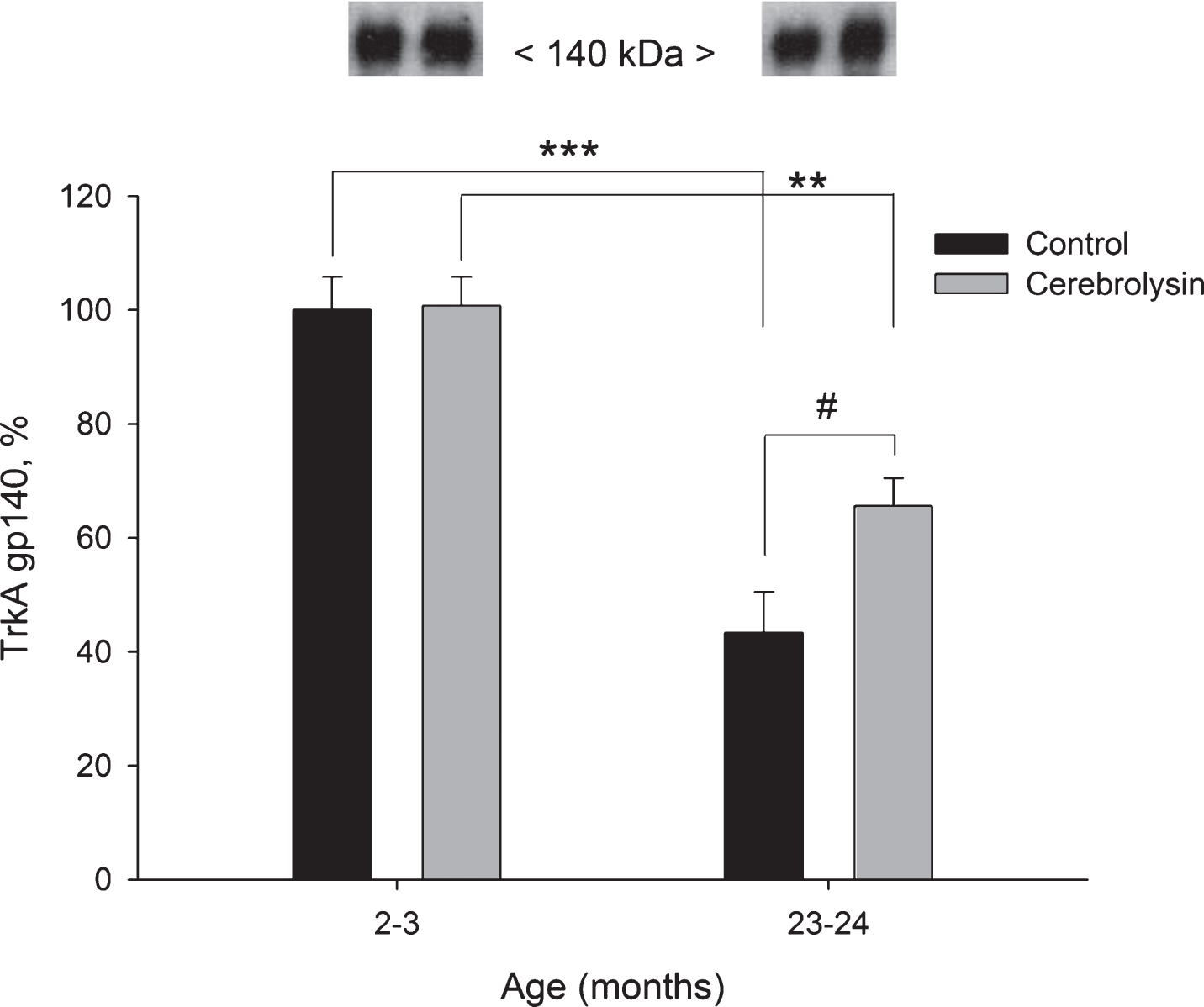 Effect of CBL on TrkA gp140 expression in the neocortex of young and old rats. TrkA gp140 content was measured using WB. Vehicle (n = 7–8 per group), CBL (n = 7–8). Data are presented as M±S.E.M. **,*** -p < 0.01, p < 0.001 versus respective young groups; # - p < 0.05 versus respective age control, Mann-Whitney U-test.