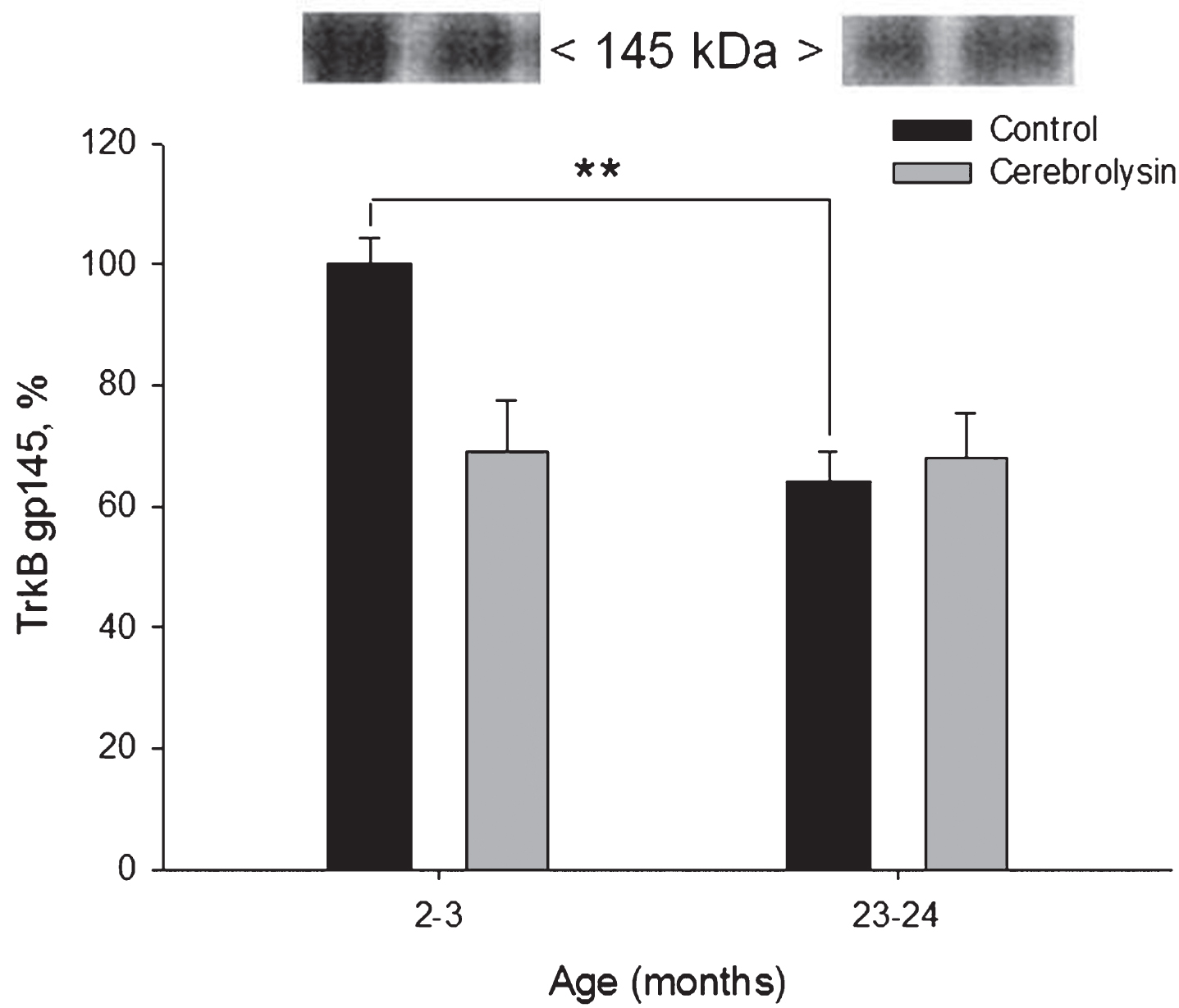 Effect of CBL on TrkB gp145 expression in the neocortex of young and old rats. TrkB gp145 content was measured using WB. Vehicle (n = 7–8 per group), CBL (n = 7–8). Data are presented as M±S.E.M. ** -p < 0.01 versus respective young group, Mann-Whitney U-test.