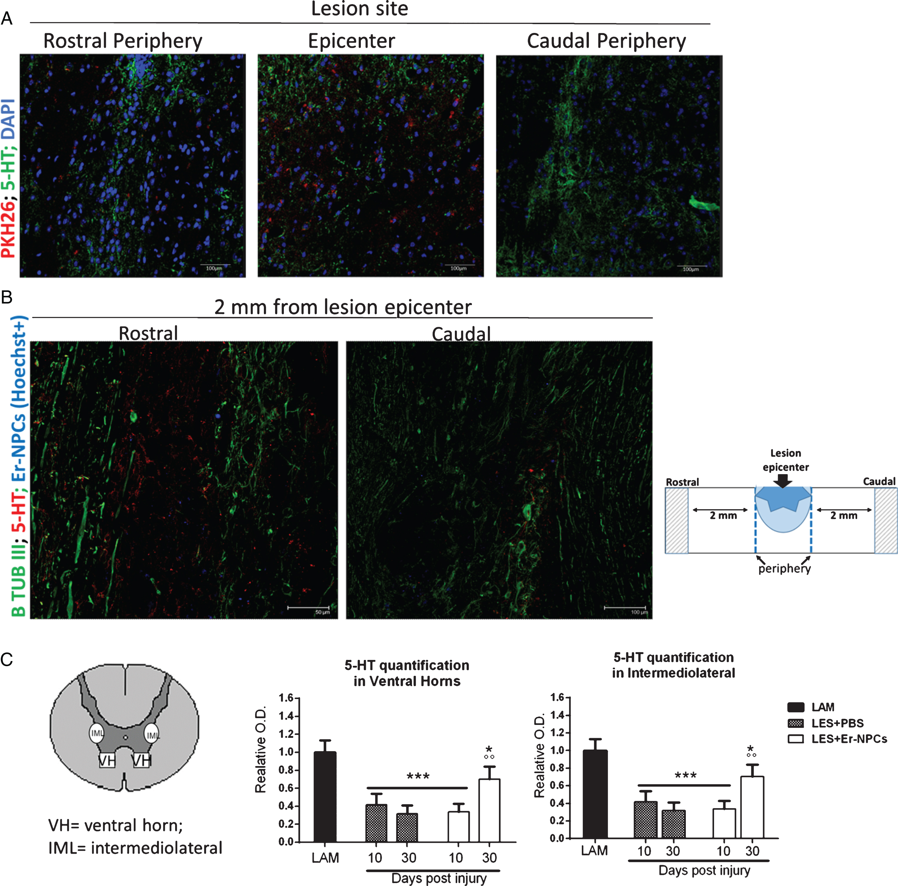 Er-NPCs promote serotoninergic fibres sprouting through the lesion site. Serotoninergic (5-HT) fibers were investigated at the lesion site (panel A) and 2 mm away from the lesion (panel B) 4 weeks after Er-NPCs infusion in lesioned mice. In panel A, Er-NPCs are shown in red (PKH26) and 5-HT is shown in green. Nuclei were counterstained with DAPI (blue). In panel B, 5-HT staining is showed in red and neuronal fibers were identified with beta-tubulin III (green). Er-NPCs were labelled with Hoechst 33342 before the infusion (blue). Scale bars = 50 and 100 μm. Quantification was performed 2 mm caudally to the lesion epicenter at 10 and 30 days after Er-NPCs transplantation in lesioned animals (panel C). The quantification was performed in spinal cord coronal sections (n = 3 for each animal; at least 6 animal per group) as described in detail in M&M in intermediolateral and ventral horns (please see the representation). Values represent average±SD. We determined the statistical differences by means of an ANOVA test followed by Bonferroni’s post-test. ***p < 0.001 vs LAM; °p < 0.05 vs LES+PBS.
