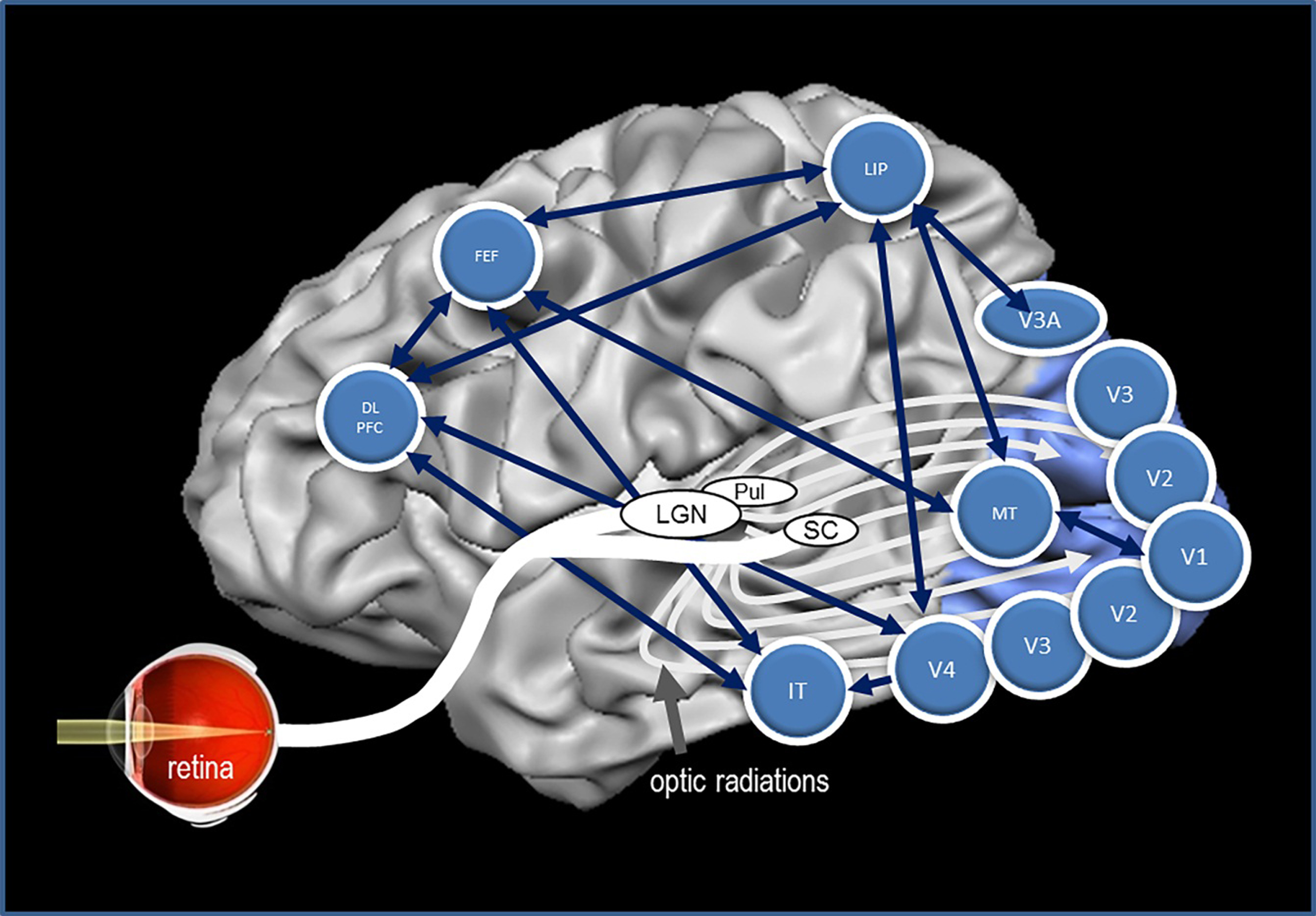 The brain’s network to control vision. Many structures of the brain need to interact synchronously to execute visually elicited performance. The vision network is comprised of the retina, subcortical structures, and cortical areas of the brain with multiple interactions with each other. This graph depicts some of the most important brain regions and their presumed functions. The structures and some of their main functions are depicted in Table 2.