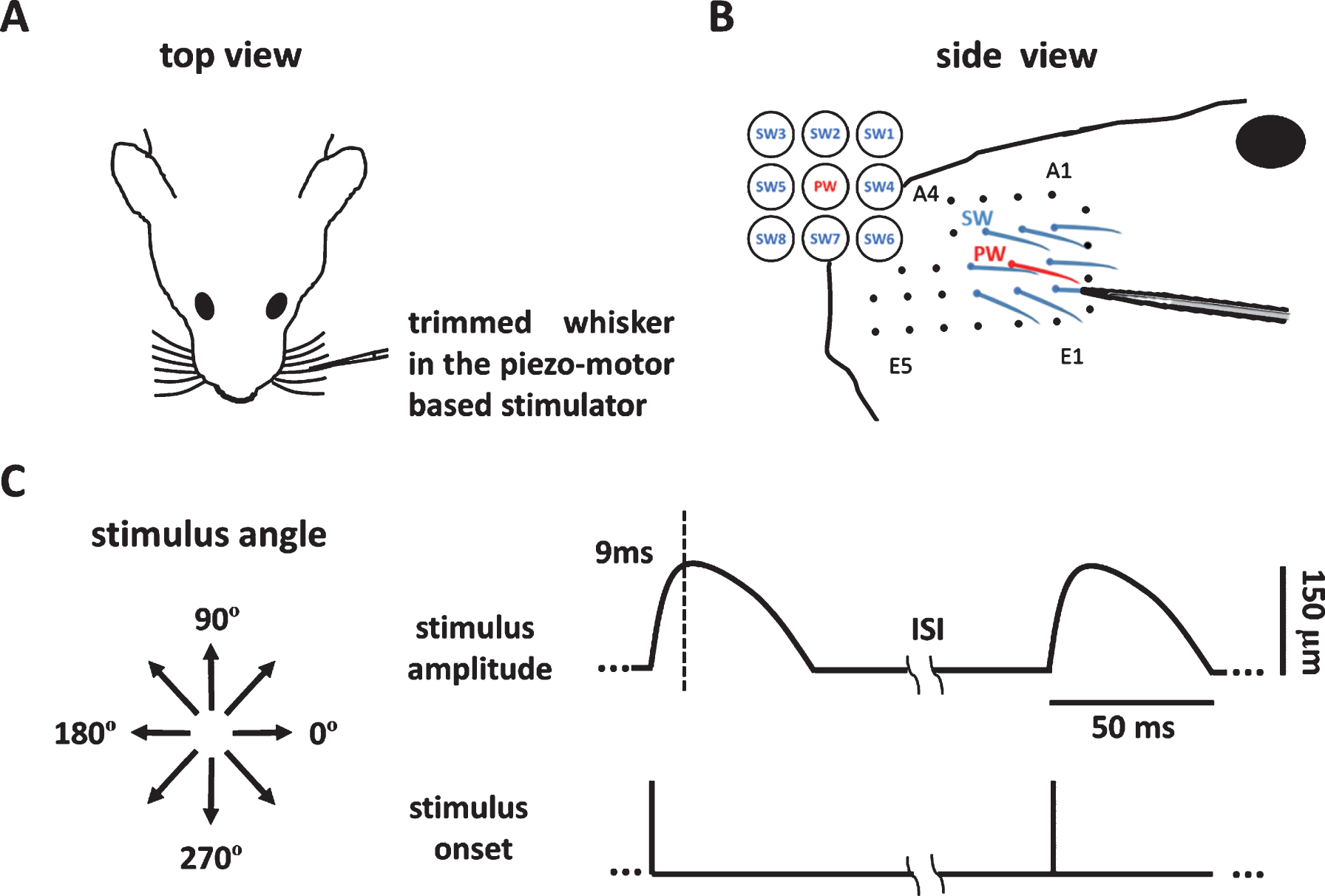 Whisker stimulations presented by the whisker stimulator. (A) The setup for recording and whisker stimulation. The animal’s whiskers were trimmed, a whisker was mounted into the piezo-motor based stimulator, and neuronal signals were obtained by the micro-wire electrode. (B) The principle whisker (PW) (red) and eight surrounding whiskers (SWs) (blue) were first identified by manual mapping, and each of the whiskers was stimulated one-by-one in the stimulator. (C) The left panel shows the eight stimulus directions. The 0° and 180° indicate the posterior and anterior directions with respect to the left mystacial pad. The right panel shows the bending amplitude as a function of time. The bending peaked 9 ms post stimulus onset and gradually return to the baseline position 50 ms after stimulus onset.