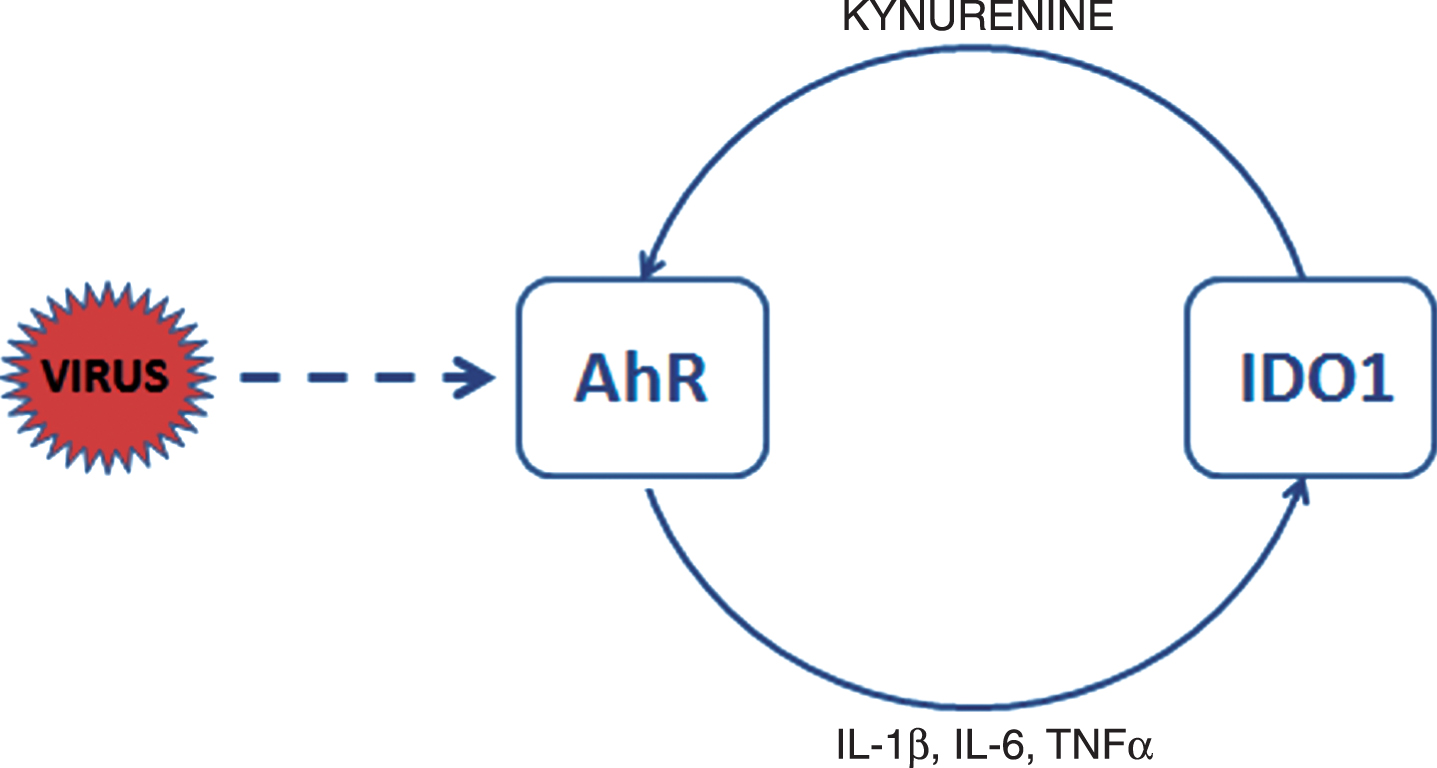 AhR activation in CoV-infected cells. CoV activate AhR by means of AhR-activating ligand independent of IDO1. Upon activation AhR translocates to the nucleus to bind to genomic DNA and to generate downstream effectors such as AhRR, CYPs, TiPARP, and cytokines. IDO1 is induced by inflammatory factors, such as TNFα and interleukins 6 (IL-6) and 1β (IL-1β). AhR also enhances its own activity through activation of IDO1-AhR-IDO1 positive feedback loop prolonging the effects of AhR activation by other pathways. Activation of IDO1 leads in immune cells to release of kynurenine, a tryptophan metabolite, which is an endogenous ligand activating AhR. Exogenous ligands binding to AhR are dioxins such as TCDD.