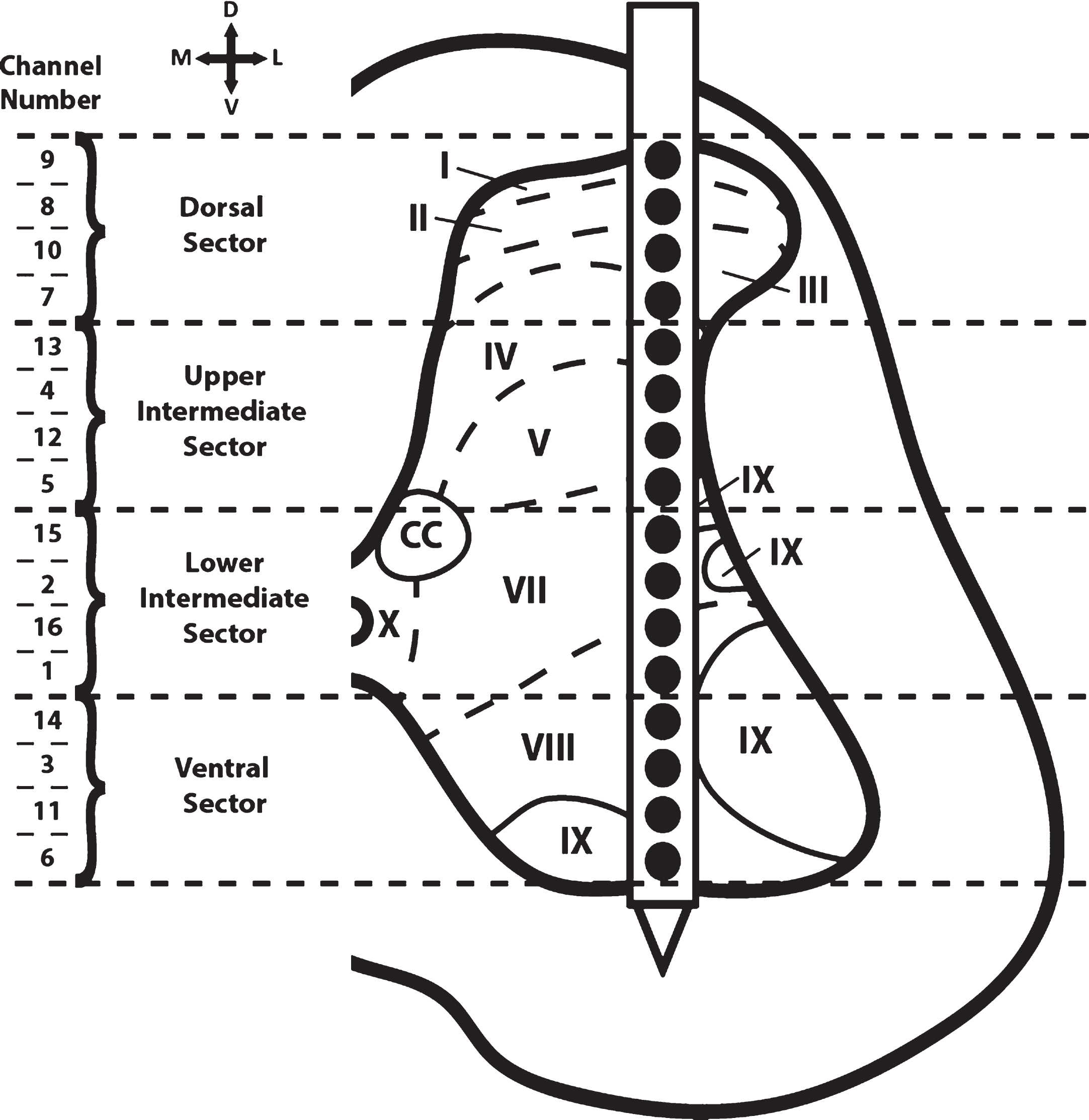 Cross-sectional schematic diagram of hindlimb spinal cord with placement of the recording electrode during the baseline and test bouts. The channel numbers of the recording sites in each of the four dorso-ventral sectors are shown at the left. Previous topographical studies indicate the rostral sector of vertebrae T13 of the Sprague Dawley rat is located at spinal cord segmental level L2-L3 (Gilerovich et al., 2008). Thus, the recording electrode was located in segmental level L2-L3. Based on cytoarchitectonic organization in the rat, electrode sites were in or near all laminae except for laminae VI (seen only in L3-S1 segments of the rat) and laminae X (found medially around the central canal; CC) (Molander, Xu, & Grant, 1984).