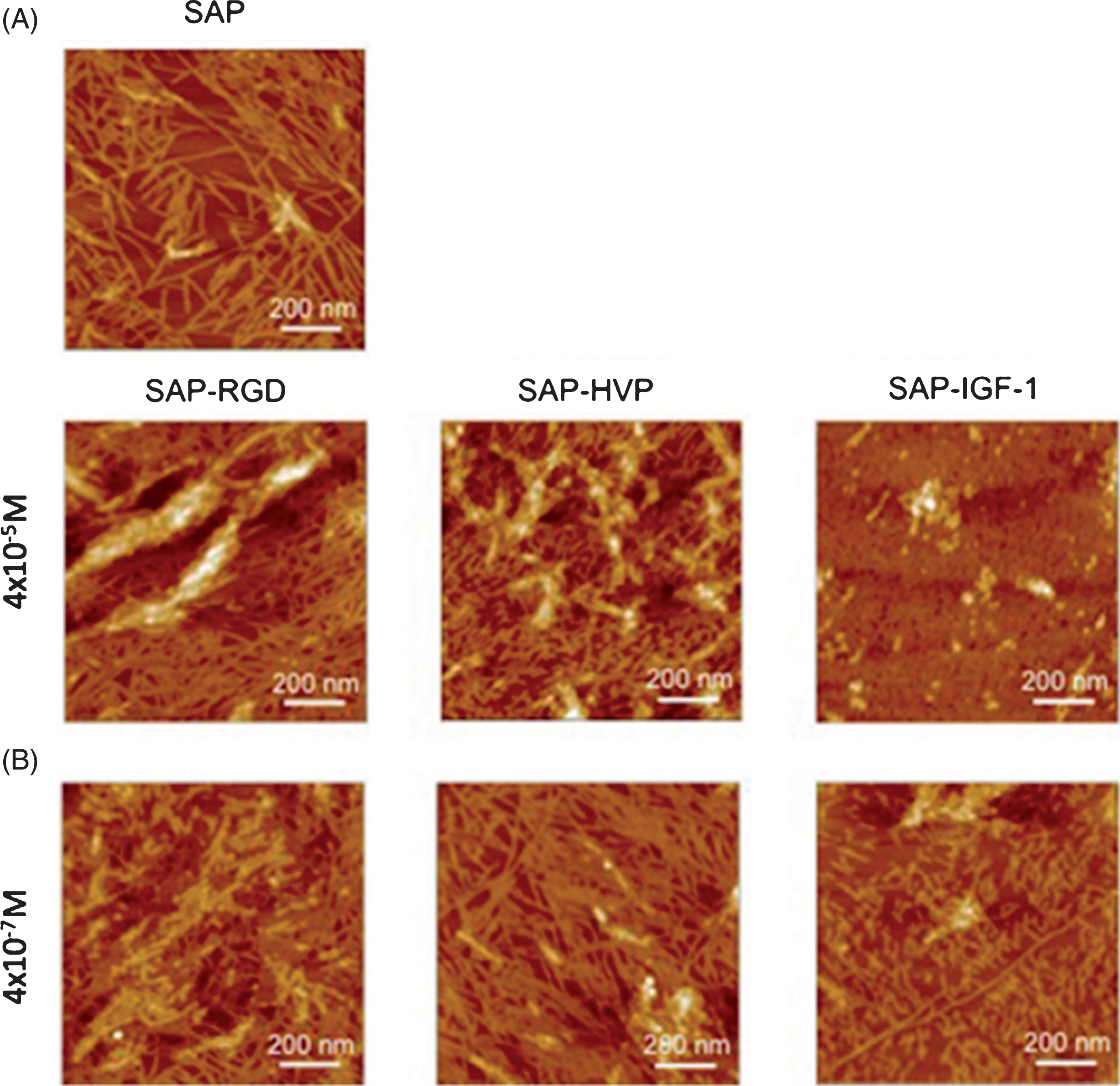 Atomic Force Microscopy (AFM) images of: A) Self-assembling peptide hydrogel pristine (SAP) or enriched with conjugates between SAPs and adhesive peptides (called SAP-RGD and SAP-HVP) or decorated with a conjugate between SAP and Insulin-like Growth factor-1 (called SAP-IGF-1) at 4  10– 5 M; and B) SAP-RGD, SAP-HVP and SAP-IGF-1 at 4  10– 7 M on mica surface. This figure was reproduced under a Attribution 4.0 International (CC BY 4.0). Figure taken from [261].
