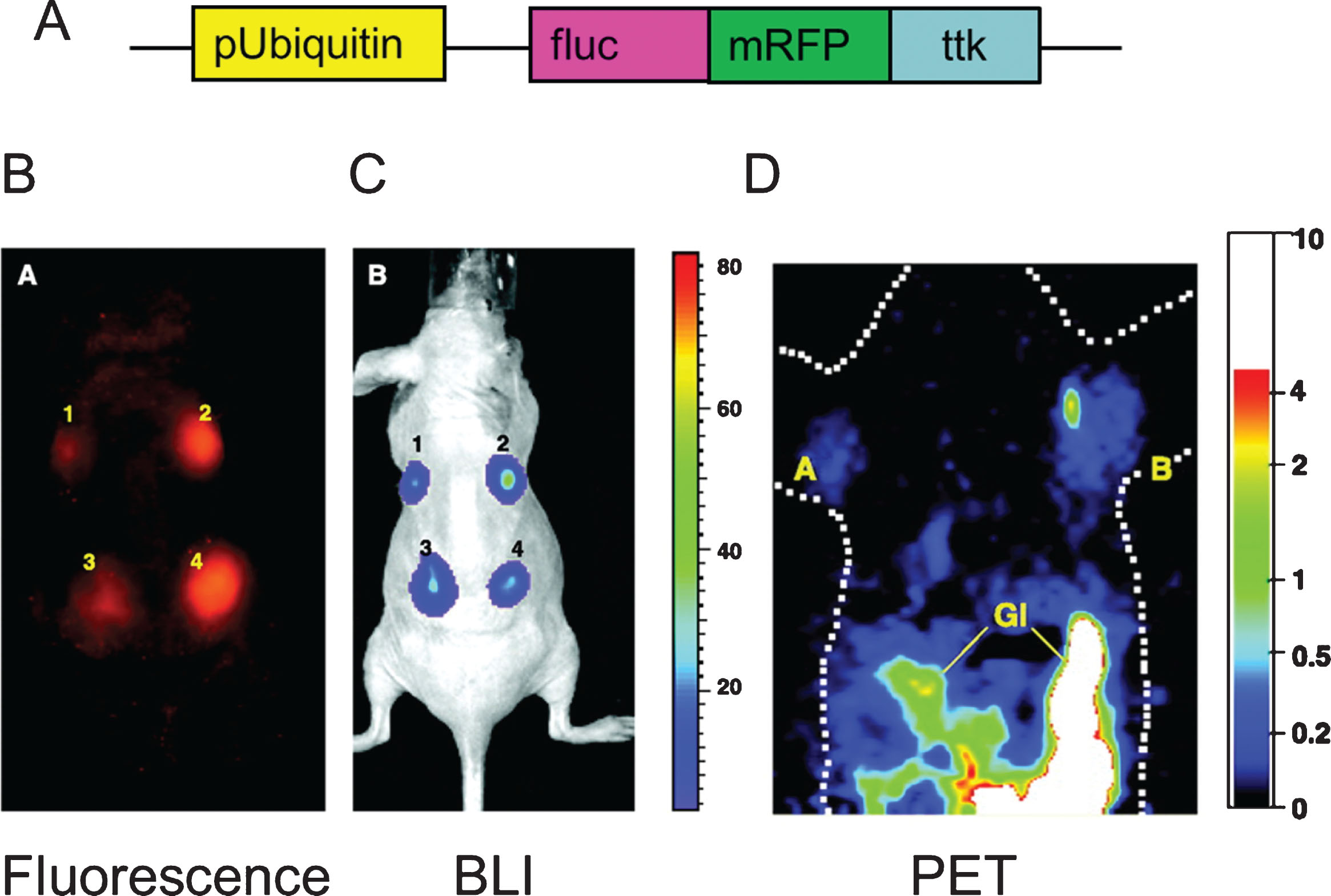 Triple fusion reporter gene. The design of the triple fusion reporter gene is depicted in panel A. The promoter Ubiquitin drives the expression of the fusion protein. fluc: Firefly luciferase (bioluminescence), mrfp: Red fluorescent protein (fluorescence), ttk: thymidine kinase (PET). The fluorescent protein (panel B) is use for fluorescent activated still sorting (FACS) ex vivo, while it can also be used for histology ex-vivo. In this study, stem cells carrying the triple fusion reported gene were delivered to the myocardium of rodents and imaged with the bioluminescence portion of the reporter gene with high sensitivity (panel C) while the positron emission tomography imaging capabilities of the reported gene is critical for clinical translation (panel D). Reprinted from Ray P, et al. Construction and Validation of Improved Triple Fusion Reporter Gene Vectors for Molecular Imaging of Living Subjects. Cancer Research 2007 Apr 1;67(7):3085-93 with permission.