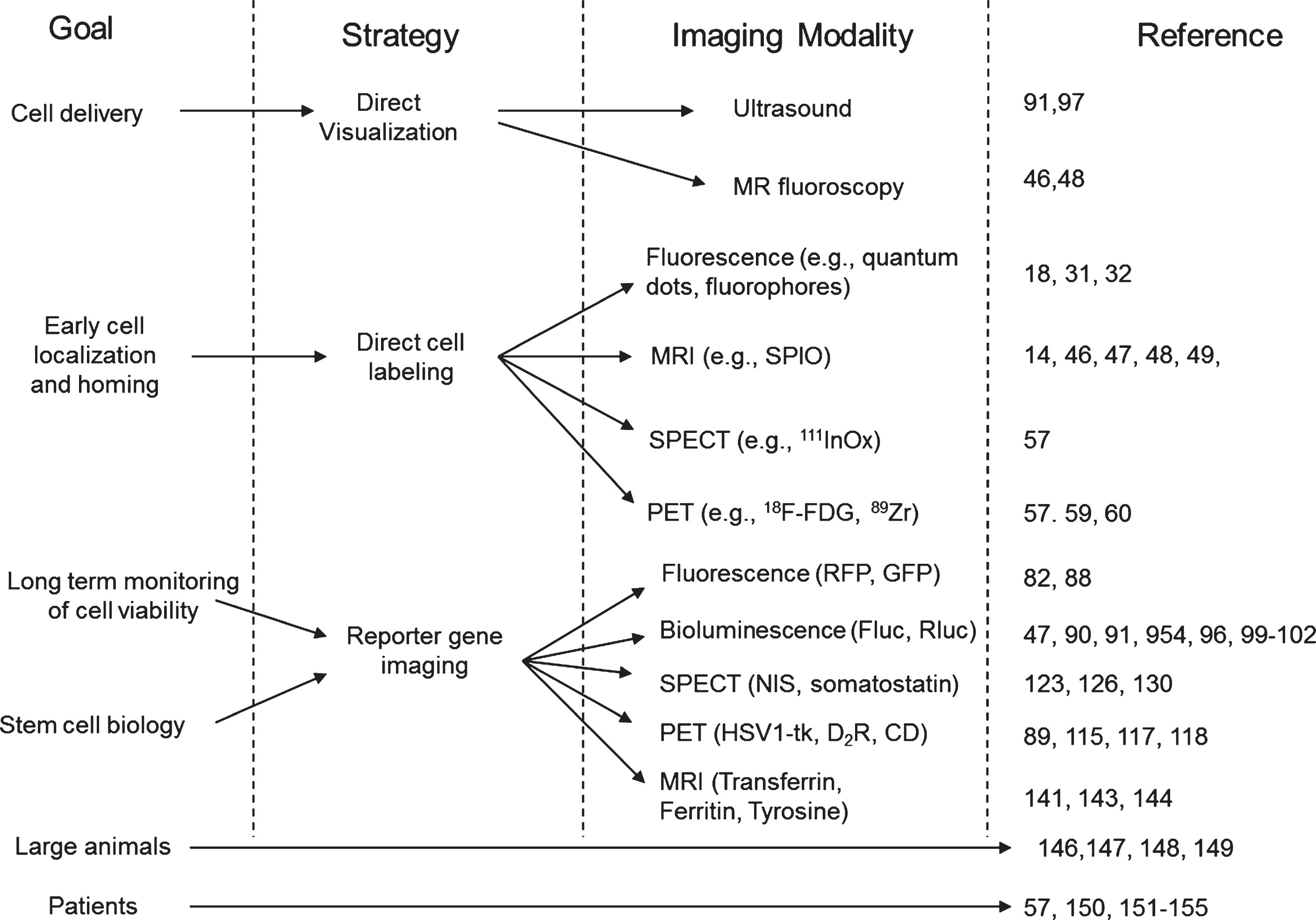 Summary of the different imaging strategies that can be used to assess the delivery, short- and long-term monitoring of stem cell viability and biology. MRI: magnetic resonance imaging, SPECT: single photon emission computed tomography, PET: positron emission tomography, RFP: red fluorescent protein, GFP: green fluorescence protein, Fluc: firefly luciferase, Rluc: renilla luciferase, NIS: sodium iodine symporter, HSV1-tk: herpes simplex virus type 1 thymidine kinase, D2R: dopamine receptor type 2, CD: cytosine deaminase.