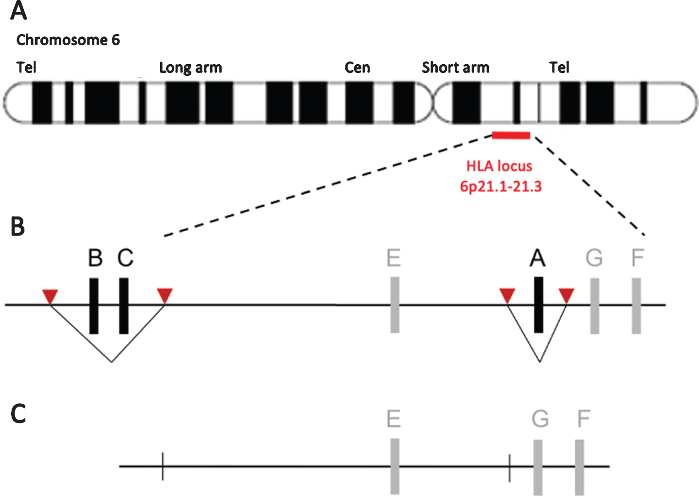 Dual Guide Strategy for Selective Deletion of Polymorphic HLA Alleles. (A) Schematic depiction of the human HLA locus on chromosome 6. (B) The highly polymorphic HLA molecules HLA-A and HLA-B/-C can be excised using a dual CRISPR sgRNA approach without affecting other genes in the HLA locus. Red arrows indicate the position of the sgRNAs that will direct the Cas9 endonuclease to the desired target site. Since the B2M gene is still intact, expression of the tolerogenic HLA molecules HLA-E and -G is unhampered when using this approach [4].
