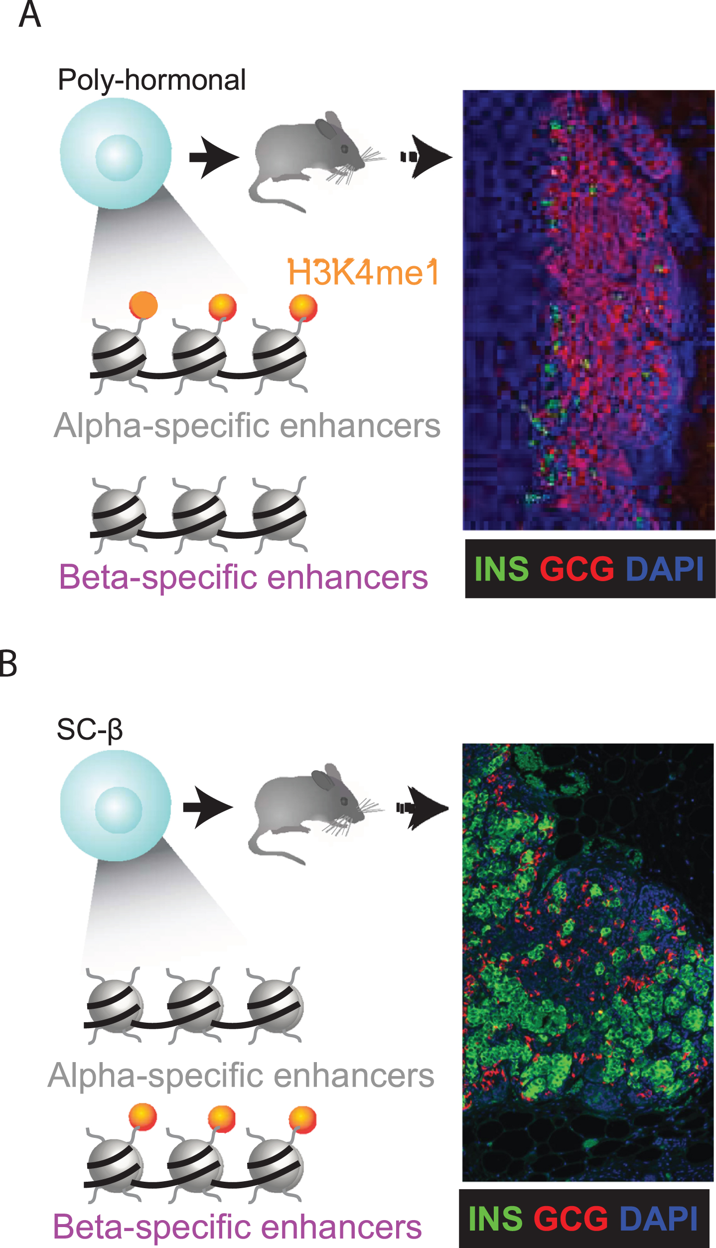 Epigenetic priming predicts lineage potential. (A-B) The competence to execute specific cell fates can be linked to a gain of H3K4me1 before H3K27ac deposition at lineage-specific enhancers (9). We find that α-specific enhancers are selectively H3K4me1-marked in PH cells (A). Following transplantation under the kidney capsule of immunocompromised mice, PH indeed resolve toward α cells, as evidenced by graft staining for insulin (green)/glucagon (red). SC-β cells (B) show the opposite trend, as expected. Thus, epigenetic priming steers PH toward an α cell fate.