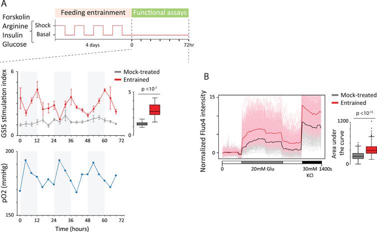 Circadian entrainment triggers organoid maturation. (A) We asked whether clock entrainment can foster in vitro organoid maturation. Entrainment to daily feeding/fasting rhythms using various stimuli (glucose, arginine, forskolin, or insulin) was followed by glucose-stimulated insulin secretion (GSIS) assays over 72 h (top). Following entrainment (middle), organoids gain rhythmic GSIS (red) with significantly expanded stimulation capacity relative to parallel mock-treated counterparts (gray). Oxygen levels in the medium of unstimulated cultures following entrainment also cycle (bottom), as measured by partial O2 pressure (blue). This links GSIS oscillations to metabolic rhythms. (B) Circadian entrainment enhances single-cell glucose responsiveness. Calcium staining using Fluo4-AM reveals that entrained cells (red) flux significantly more calcium in response to stimulation than most ( 75%) mock-treated counterparts (gray). Thus, enhanced responsiveness reflects new cellular states.