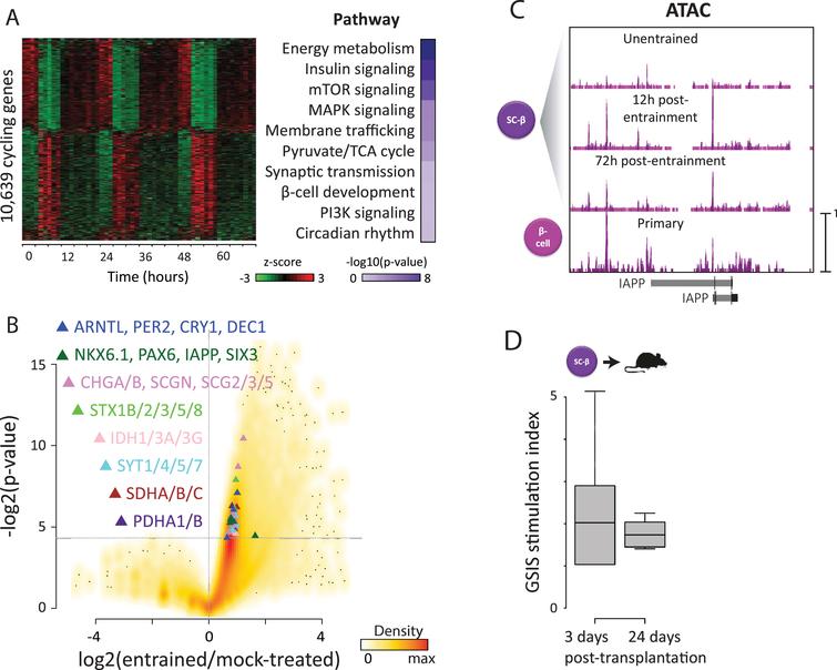 Maturity-driven genomic rhythms & in vivo function. (A) We investigated how circadian entrainment promotes organoid maturation. RNA-seq reveals >10,000 genes (31% of all detected) that oscillate (p < 0.05, harmonic regression test for rhythmicity) specifically upon entrainment (left). These enrich for functions in energy metabolism (right), consistent with metabolic rhythms. We also detect antiphasic insulin/ glucagon expression (top), recalling in vivo priming of their secretion in anticipation of diurnal/nocturnal demand. This provides a molecular basis for circadian variation in insulin responses, via rhythmic control of its synthesis, transport, and secretion. (B) Differential gene expression analysis reveals upregulation of core clock TFs (blue triangles) in entrained vs. parallel mock-treated counterparts, indicating that entrainment not only synchronizes but also activates islet organoid clocks. Entrainment also induces maturity-linked factors (green triangles) and machinery involved in energy metabolism and insulin secretion (rest of triangles), consistent with enhanced GSIS capacity. (C) To study how genomic/function rhythms persist following entrainment, we used ATAC-seq to detect thousands of newly opened chromatin sites 12 h post-entrainment, most of which remain after 72 h. These are overrepresented at maturity-linked genes such as IAPP (shown) and direct GSIS effectors, suggesting that circadian control of genes enabling mature GSIS persists as a result of stable chromatin changes. (D) We tested whether maturation in vitro leads to better function in vivo. Entrained organoids were transplanted under the kidney capsule of immunocompromised mice, and serum human insulin was assayed before/30 min after a glucose injection. Robust GSIS (>2 mIU/ml,>1.5-fold stimulation) was evident as early as 3 days post-transplant, and remained 24 days after.