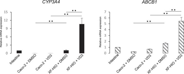 Induction of CYP3A4 and ABCB1 in XF-HIOs and Caco2-cells. The transcript expression levels of CYP3A4 (black bars) and ABCB1 (hatched bars) in XF-HIOs were significantly higher than those in the adult intestinesafter treatment with1,25-Dihydroxyvitamin D3 (VD3). Three different adult intestines were used for RT-PCR and set to 1.0 as the reference sample. The control organoids or Caco-2 cells were treated with 0.1% Dimethyl sulfoxide (DMSO). Data are reported as means±SE, and statistical significance was identified using Student’s t-test (**P < 0.01; n = 3).