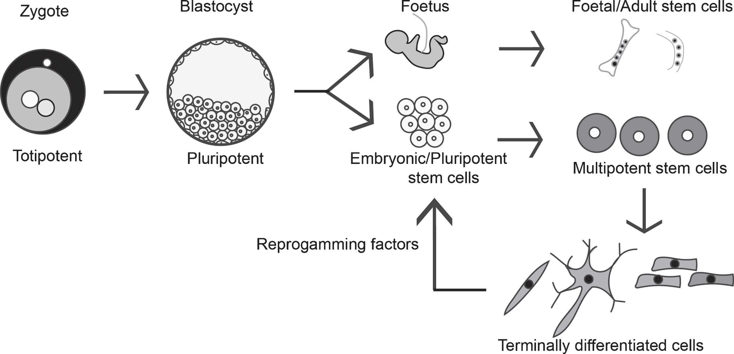 Stem cell types and characterization: Totipotent stem cells can form embryonic and extra embryonic tissue, and zygotic cells are the best example of such totipotent cells. Totipotent cells of the zygote develop into a blastocyst, and the cells of the inner cell mass can be isolated and cultured as embryonic stem cells (ESC), which are pluripotent (i.e., can form embryonic cells but not extra embryonic cell types). Multipotent stem cells like MSCs and HSCs can give rise to multiple cell types, and MSCs can be found in the developing fetus, umbilical cord, and in adult tissues like the bone marrow. Terminally differentiated cells can be reprogrammed to become pluripotent cells by exposing them to certain signals called the reprogramming factors, and such cells are called induced pluripotent stem cells (iPSC).