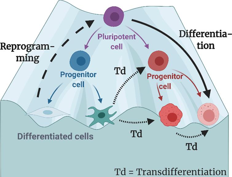 The process of differentiation, reprogramming, and transdifferentiation (direct reprogramming) depicted on the classical Waddington Landscape. In this review, transdifferentiation are defined as the process in which the origin cells are fully differentiated, and the target cells do not have pluripotency. Figure is created with BioRender.com.
