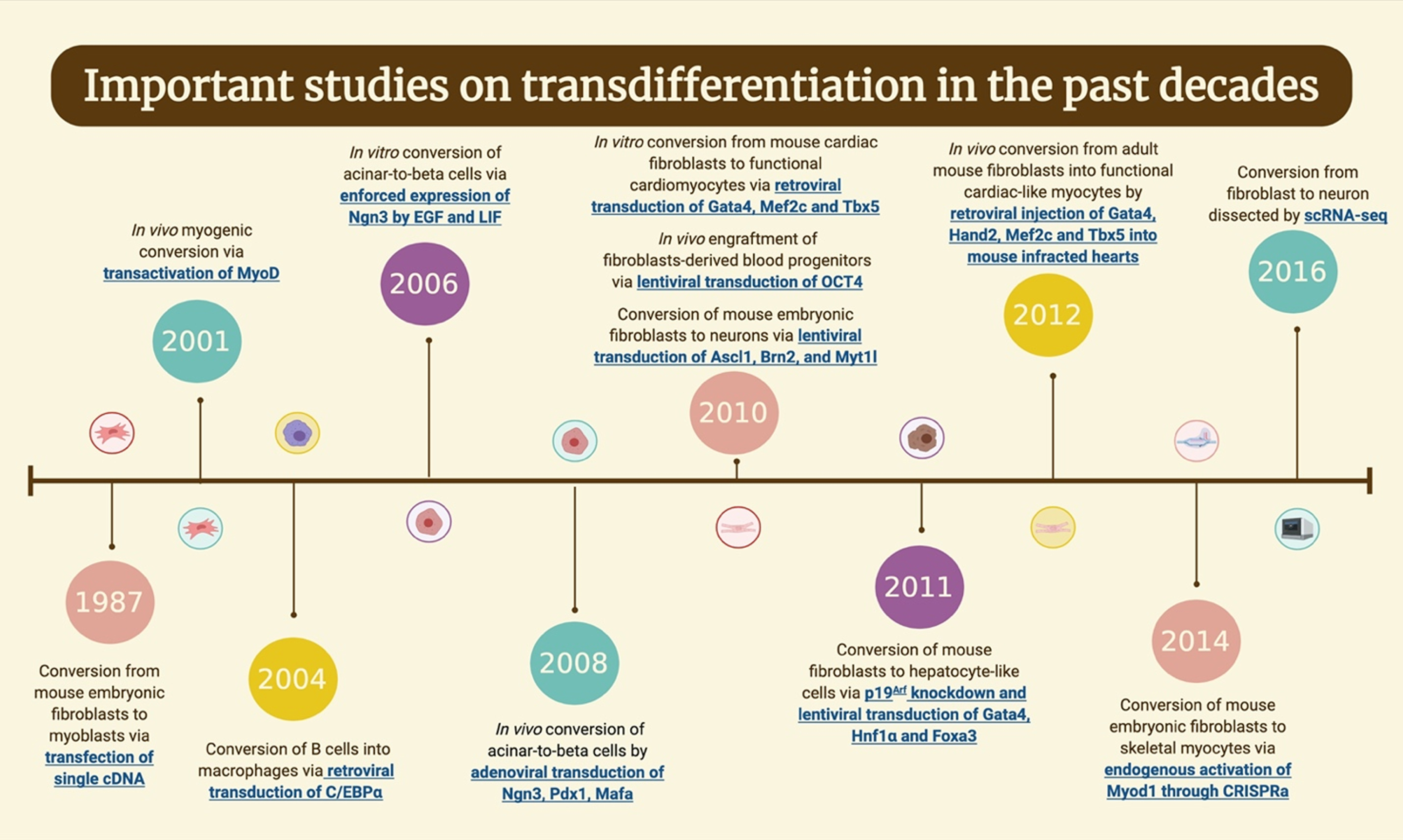 Timeline of the important works in the field of transdifferentiation the past decades. Figure is created with BioRender.com.