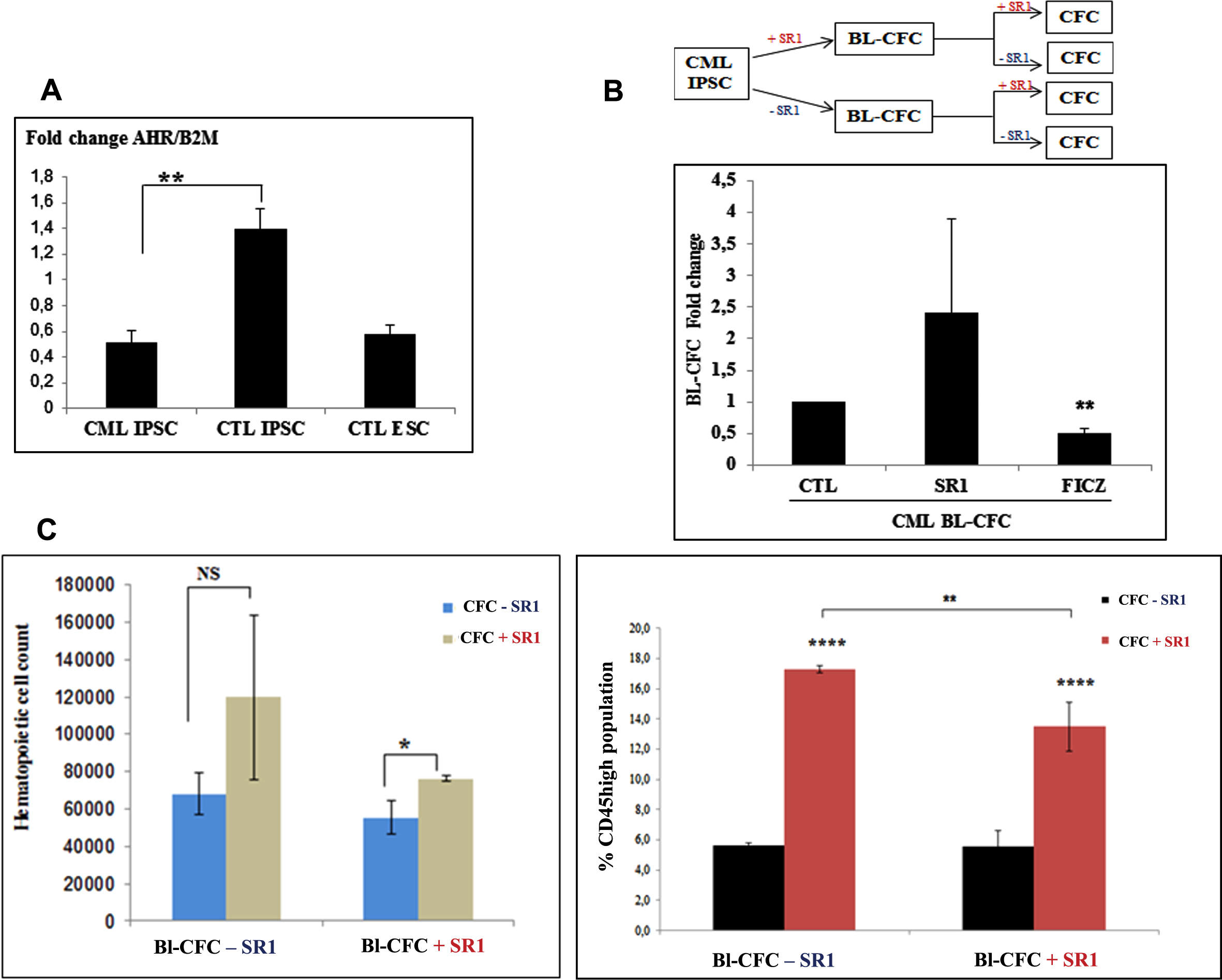 Modulation of hematopoietic potential by AHR signaling in CML iPSC-derived Bl-CFC. (A) AHR gene expression levels analyzed by qRT-PCR in CML IPSC as compared to iPSC from normal donor (PB33, CTL IPSC) and human ESC line H1. (B) Schematic representation of the experimental approach. Upper panel: iPSC were used to generate Bl-CFC in the presence or in the absence of AHR antagonist SR1 for 5 days. Bl-CFCs generated in either way were then used to generate hematopoietic cells in the presence or in the absence of SR1. The same experiments were then performed by the use of FICZ, which is the agonist of AHR. Lower panel: Evaluation of the effect of AHR antagonist SR1 or AHR agonist FICZ in the generation of CML Bl-CFC. (C) Impact of the AHR antagonist SR1 on the generation of CD45+ hematopoietic cells according to the presence or absence of SR1 during Bl-CFC cultures (see text).