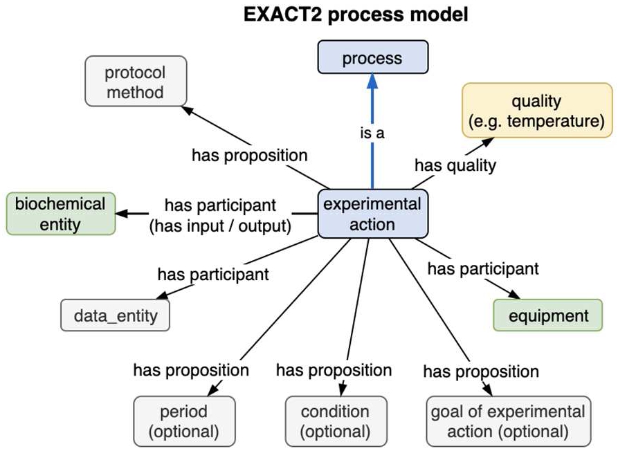 The Exact2 process model.