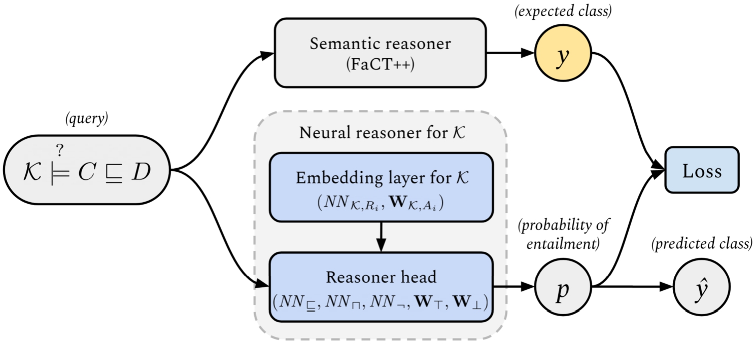 A high-level overview of the neural reasoner architecture. An embedding layer for knowledge base K and a reasoner head are combined to create a neural reasoner for K. The reasoner predicts whether K entails subsumption axioms, written K⊧C⊑D, where C and D are ALC concepts. We train the reasoner by contrasting the predicted probability of entailment with the answer provided by a semantic reasoner. The reasoner head generalizes across all ALC knowledge bases, but for each K we have to train a separate embedding layer. The reasoner head may be frozen while training an embedding layer for a new knowledge base K, to make learning faster.