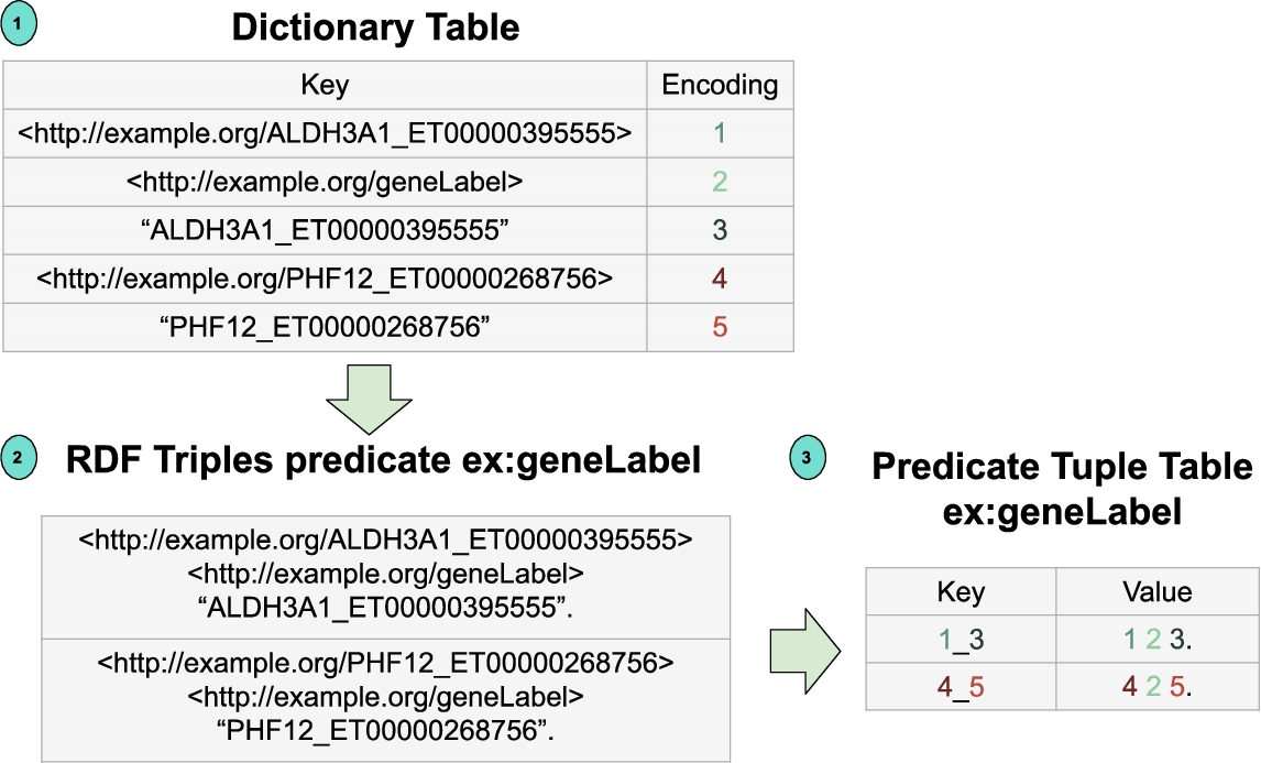Dictionary table and predicate triple table. Each generated RDF resource or literal is encoded in terms of an identification number in base 36. The dictionary table stores this encoding. RDF triples generated for a predicate, e.g., ex:geneLabel, are stored into its corresponding predicate tuple table using the identification number of each RDF resource and literal.
