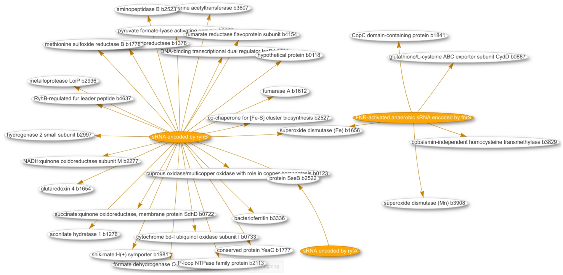 Screenshot of a network visualization for 3 small RNAs (orange labels) and their interactions with their gene targets (white labels).