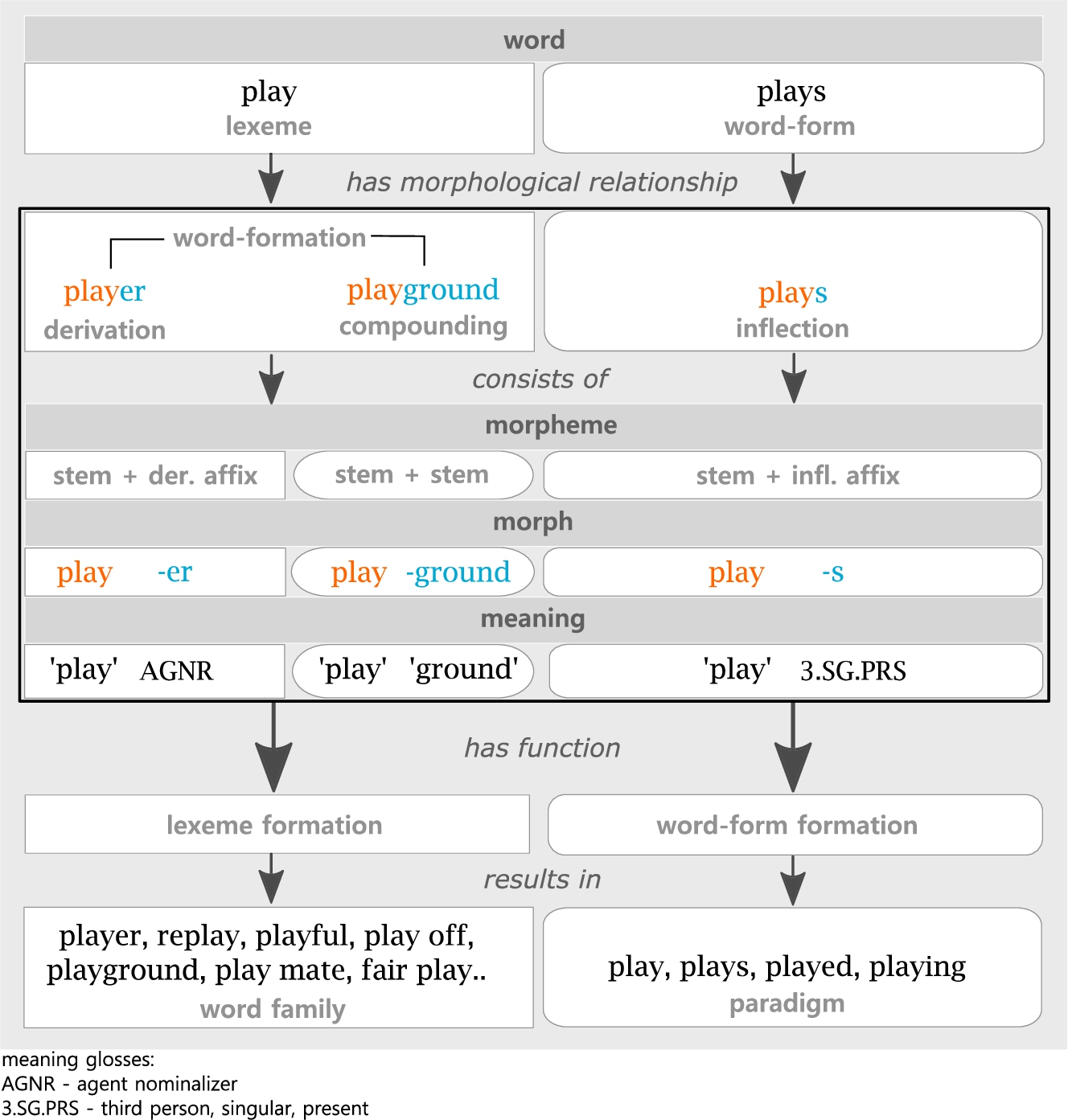 Overview of the linguistic domain of morphology with the English example lexeme play (verb).
