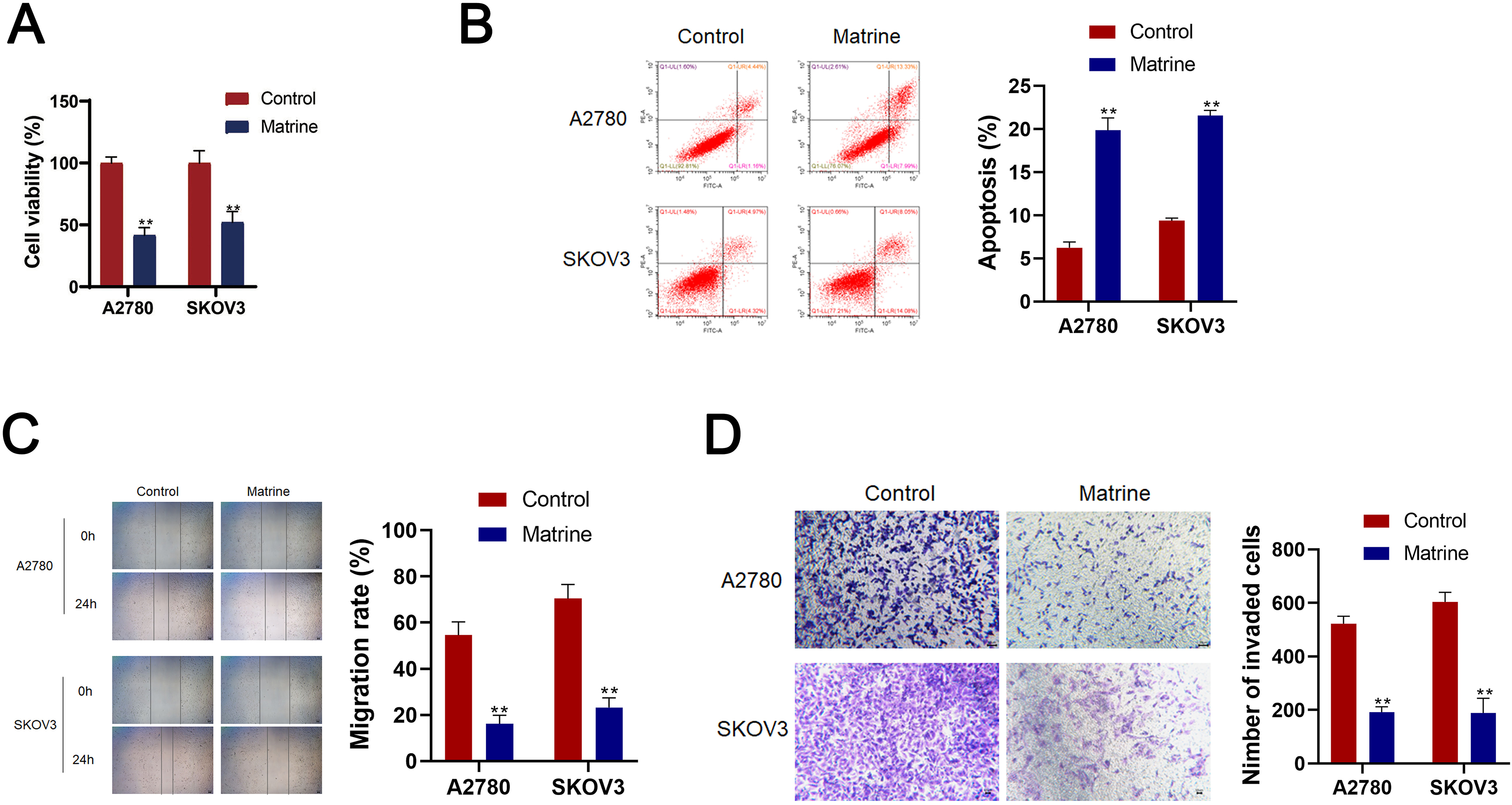 Effects of matrine on OC cell lines A2780 and SKOV3 cells. (A) CCK-8 assay CCK-8 detected the cell viability of A2780 and SKOV3 cells. (B) Flow cytometry detected cell apoptosis. (C) Wound healing detected cell migration. (E) Transwell assay detected cell invasion (scale bar = 50 μm). ** P < 0.01.